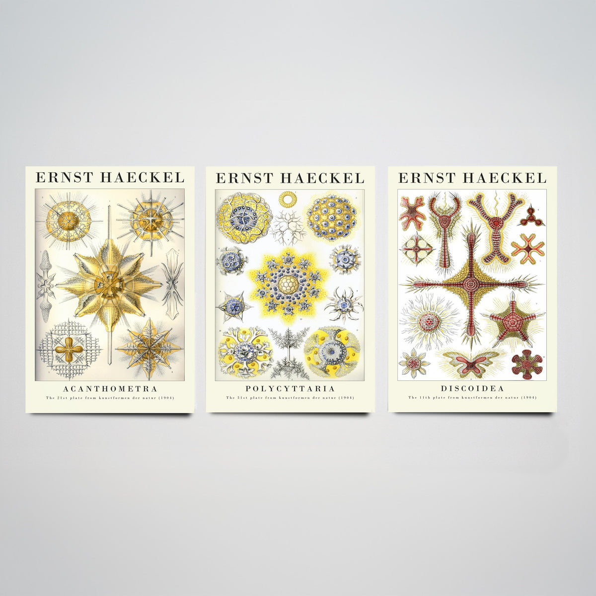 Ernst Haeckel Set of Three Gallery Art Prints - 3 Radiolarian Plankton Microscopic Sea Life Posters - Vintage Natural History Illustration