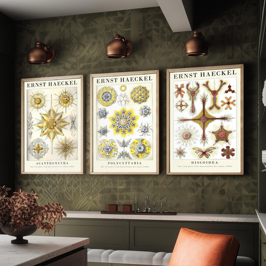Ernst Haeckel Set of Three Gallery Art Prints - 3 Radiolarian Plankton Microscopic Sea Life Posters - Vintage Natural History Illustration