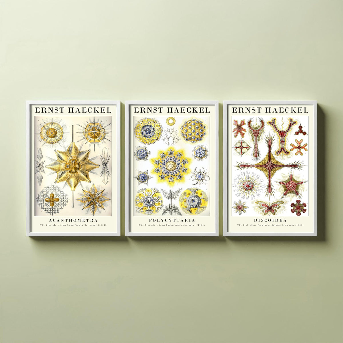 Ernst Haeckel Set of Three Gallery Art Prints - 3 Radiolarian Plankton Microscopic Sea Life Posters - Vintage Natural History Illustration