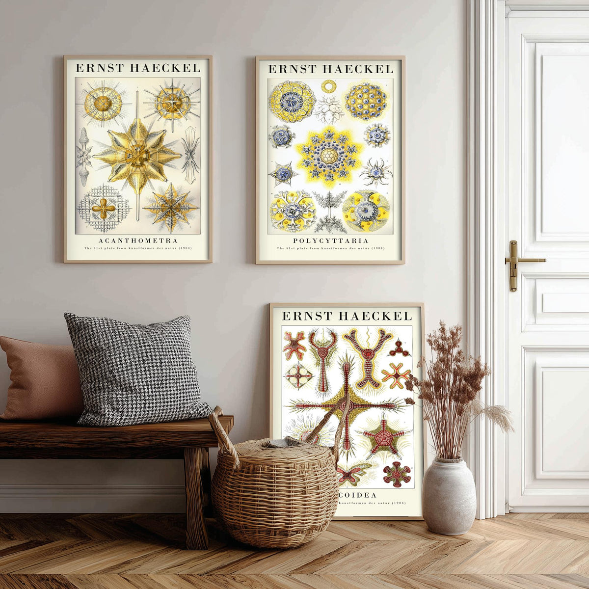 Ernst Haeckel Set of Three Gallery Art Prints - 3 Radiolarian Plankton Microscopic Sea Life Posters - Vintage Natural History Illustration
