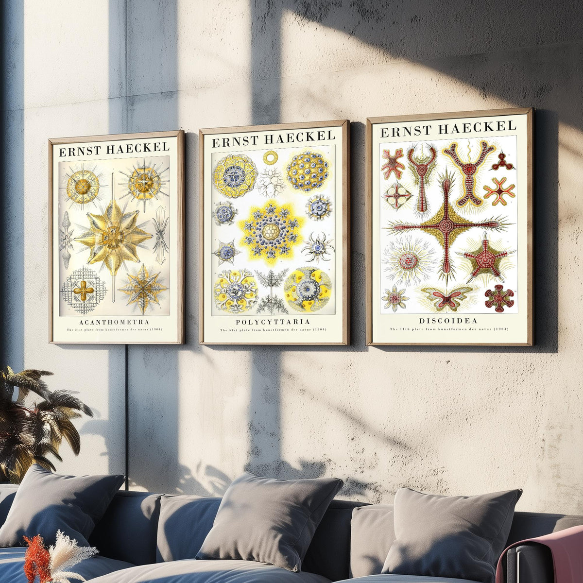 Ernst Haeckel Set of Three Gallery Art Prints - 3 Radiolarian Plankton Microscopic Sea Life Posters - Vintage Natural History Illustration