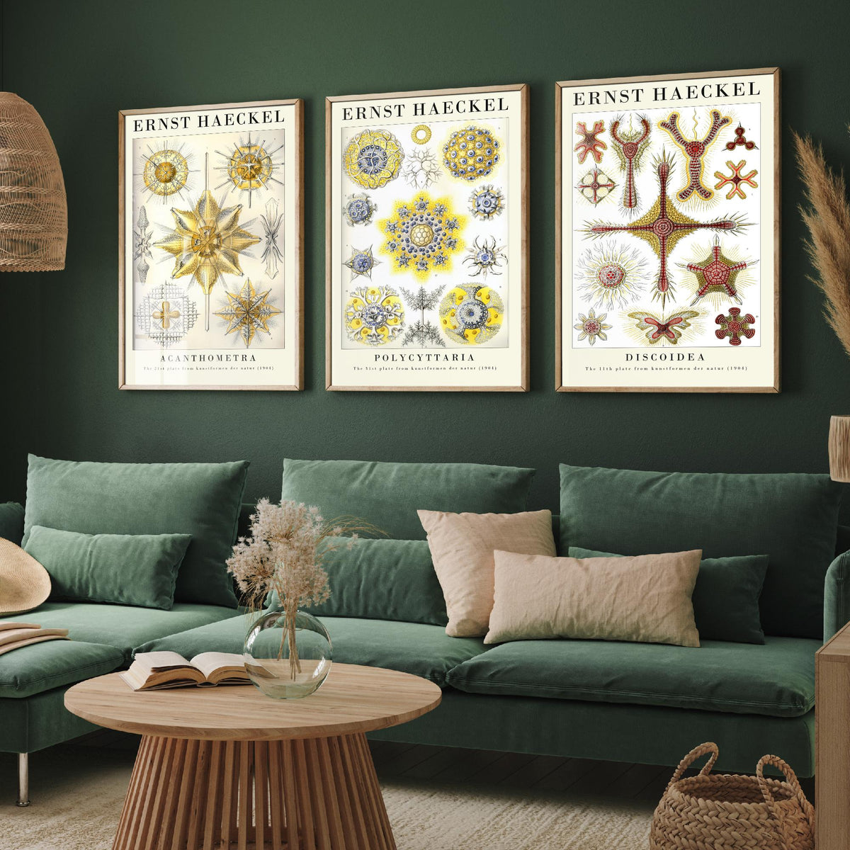 Ernst Haeckel Set of Three Gallery Art Prints - 3 Radiolarian Plankton Microscopic Sea Life Posters - Vintage Natural History Illustration