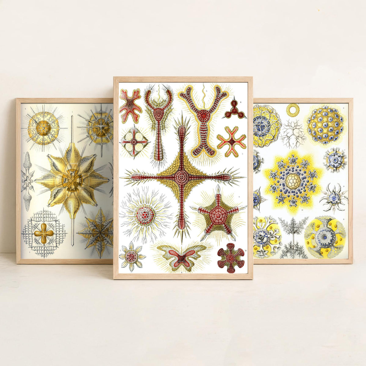 Ernst Haeckel Set of Three Art Prints - 3 Radiolarian Sea Plankton Microscopic Marine Life Posters - Clean Minimalist Illustration