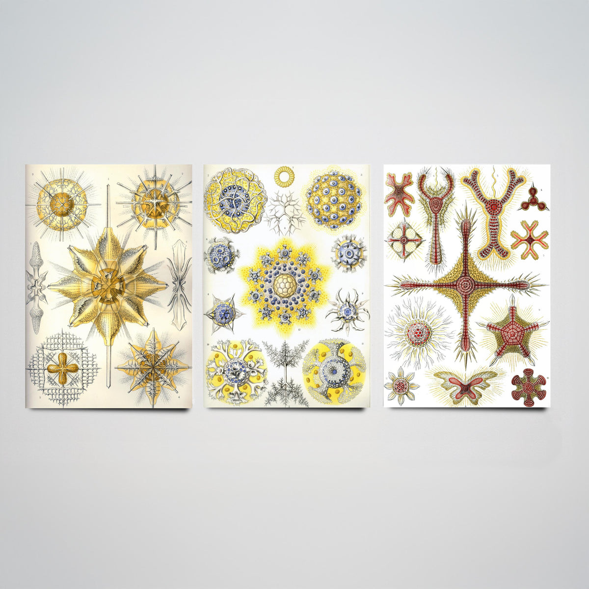 Ernst Haeckel Set of Three Art Prints - 3 Radiolarian Sea Plankton Microscopic Marine Life Posters - Clean Minimalist Illustration