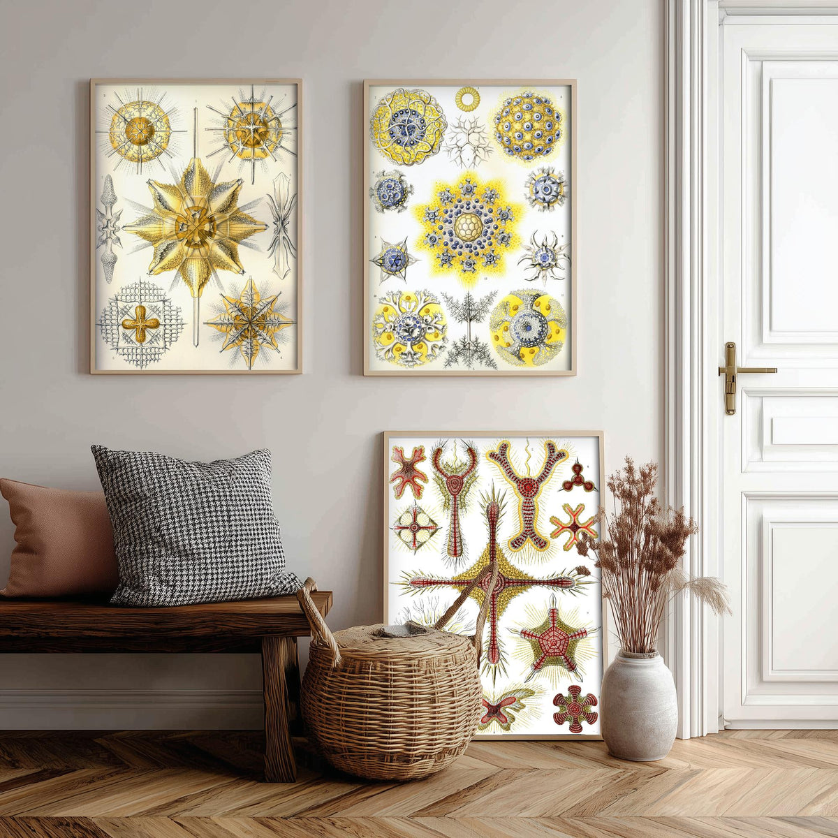 Ernst Haeckel Set of Three Art Prints - 3 Radiolarian Sea Plankton Microscopic Marine Life Posters - Clean Minimalist Illustration