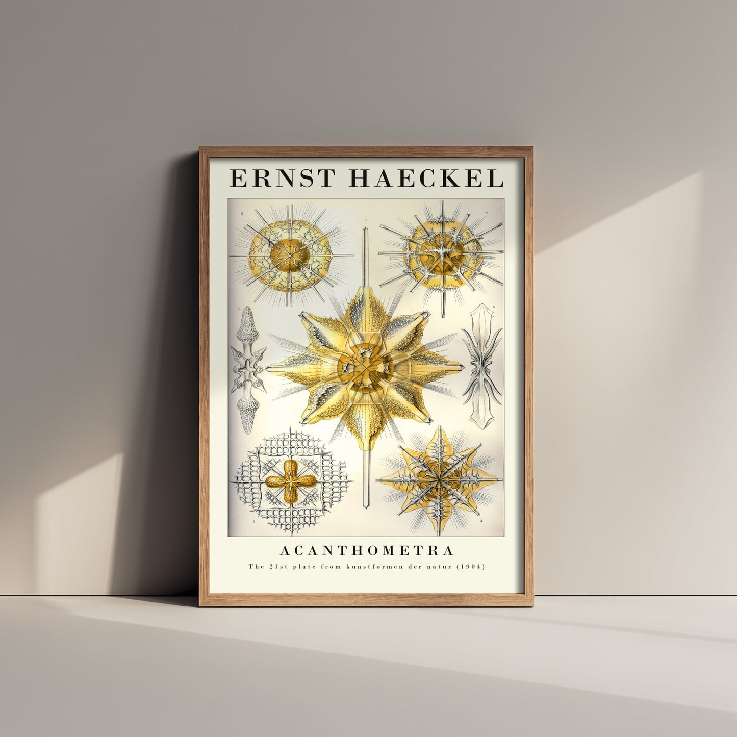 Radiolarians Art Print - Ernst Haeckel Poster - Acanthometra Plate 21 - Art Forms in Nature Vintage Illustration