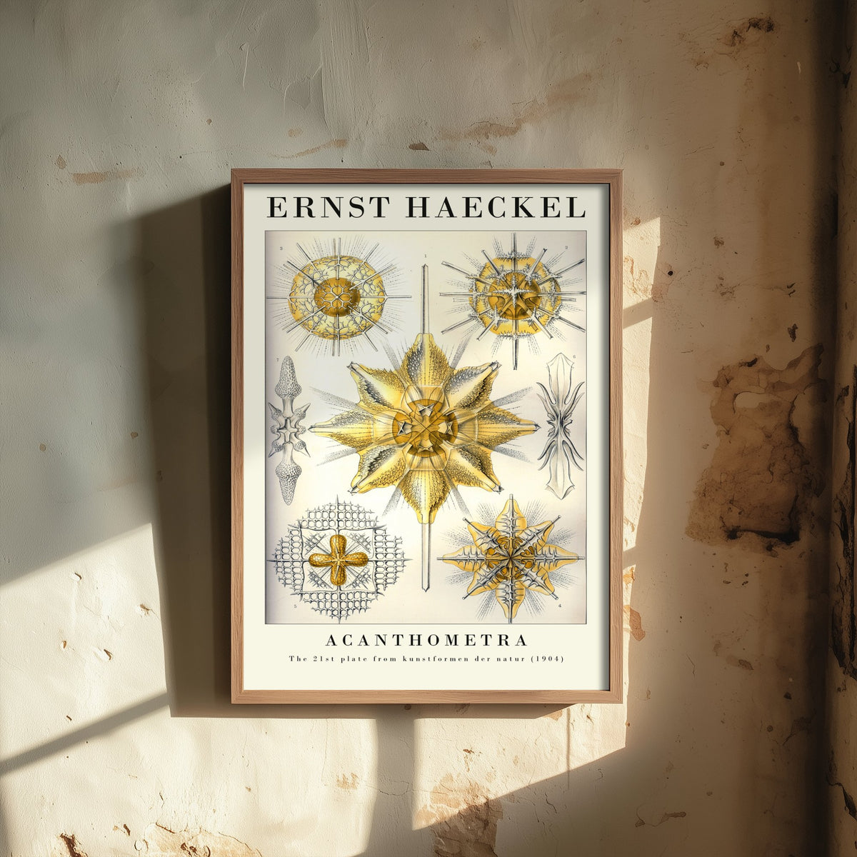 Radiolarians Art Print - Ernst Haeckel Poster - Acanthometra Plate 21 - Art Forms in Nature Vintage Illustration