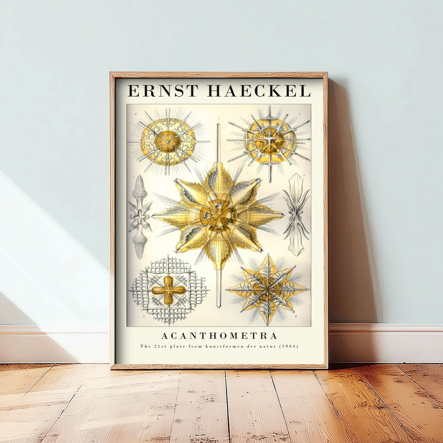 Radiolarians Art Print - Ernst Haeckel Poster - Acanthometra Plate 21 - Art Forms in Nature Vintage Illustration