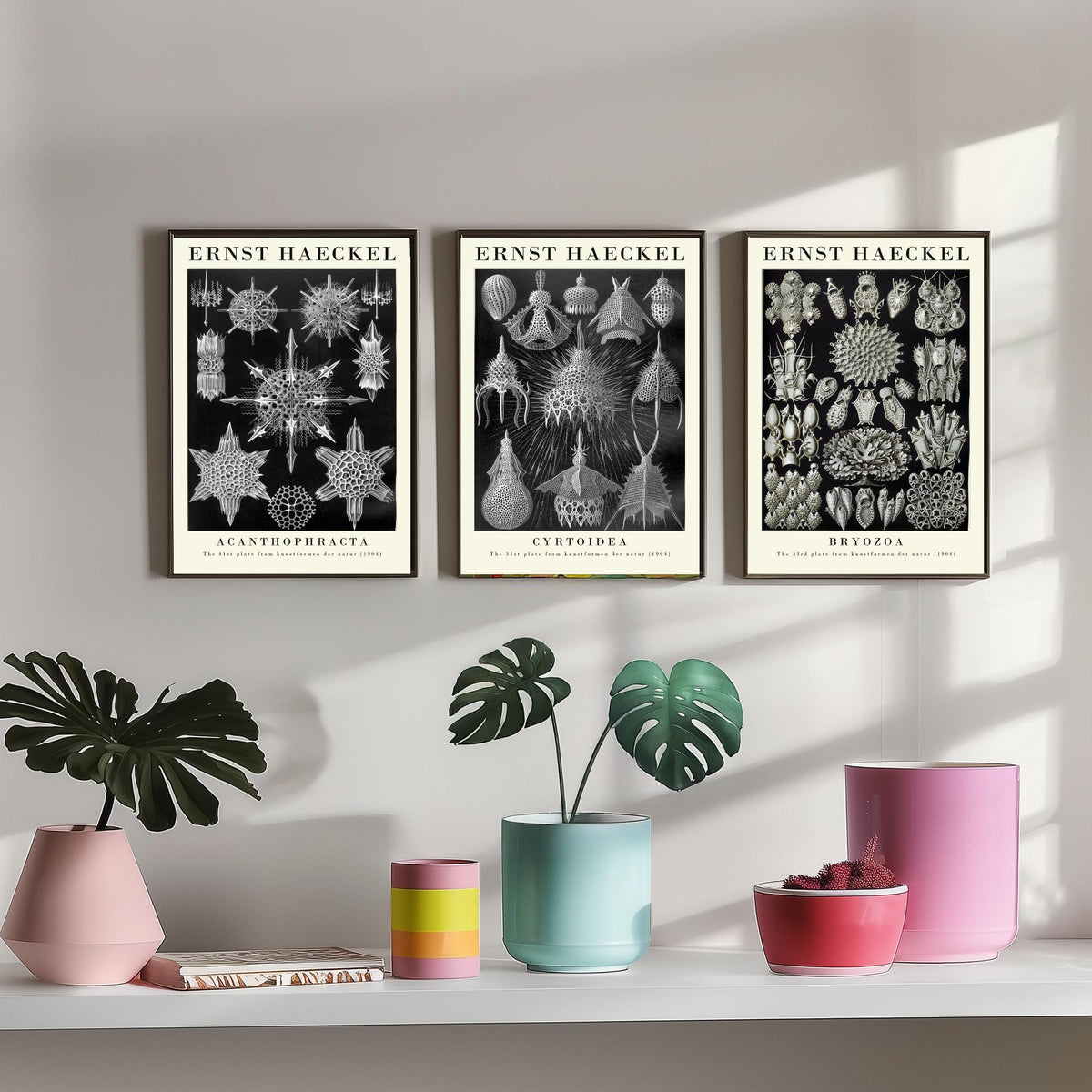 Ernst Haeckel Set of Three Gallery Art Prints - 3 Radiolarian Plankton Bryozoan Moss Animal Posters - Vintage Natural History Illustration