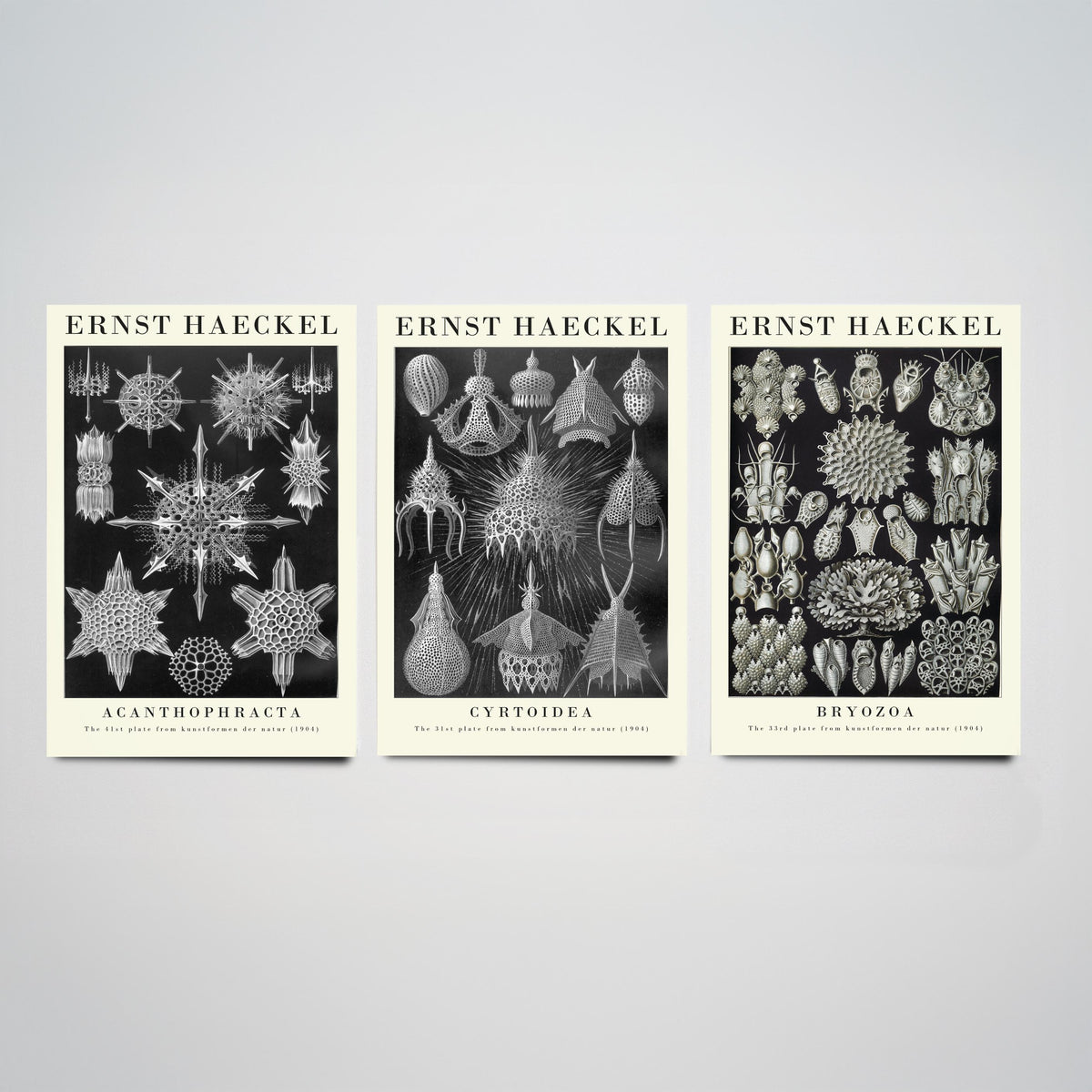 Ernst Haeckel Set of Three Gallery Art Prints - 3 Radiolarian Plankton Bryozoan Moss Animal Posters - Vintage Natural History Illustration
