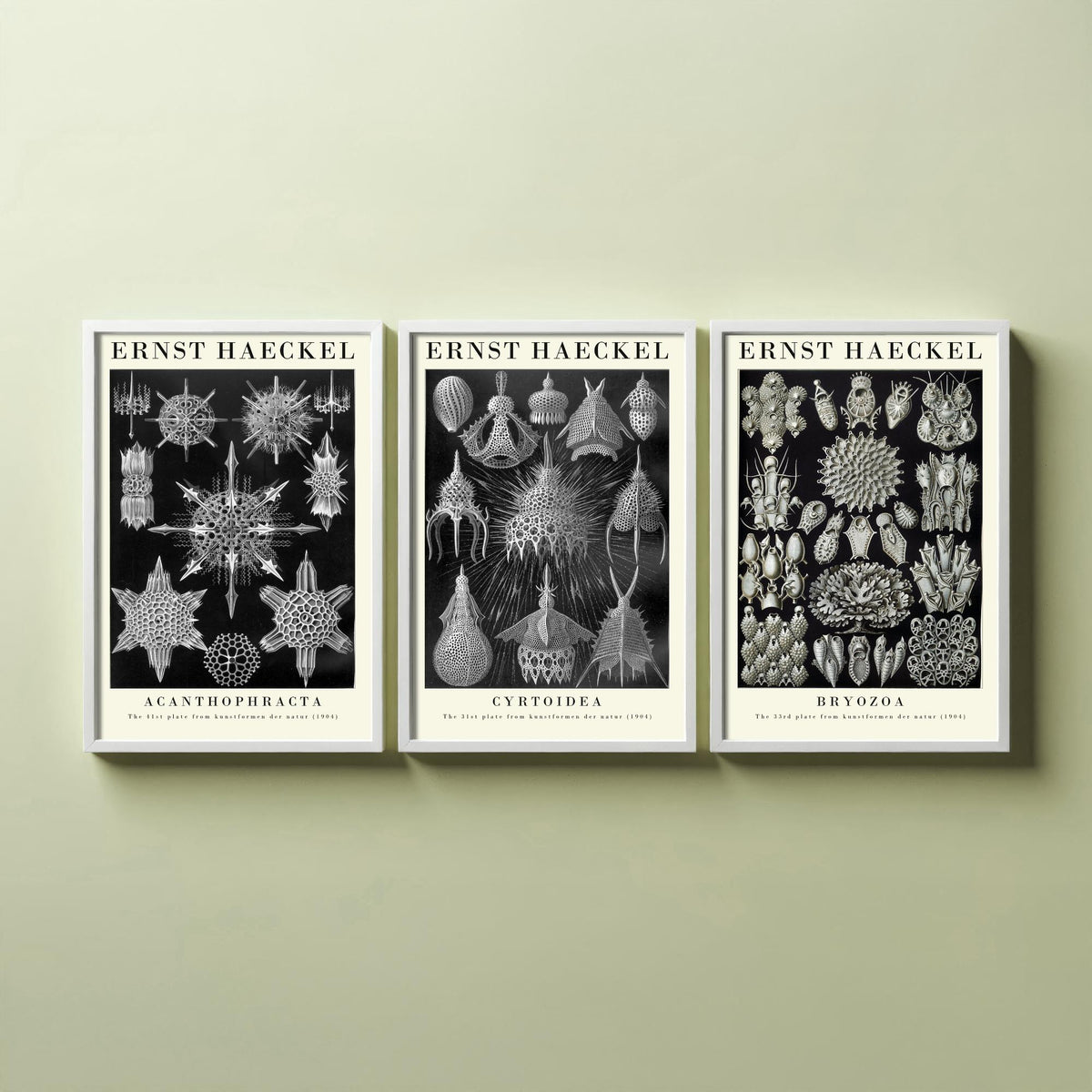 Ernst Haeckel Set of Three Gallery Art Prints - 3 Radiolarian Plankton Bryozoan Moss Animal Posters - Vintage Natural History Illustration