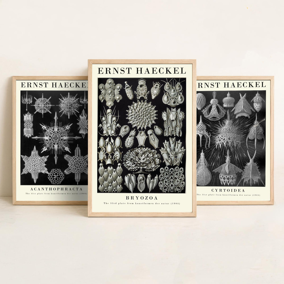 Ernst Haeckel Set of Three Gallery Art Prints - 3 Radiolarian Plankton Bryozoan Moss Animal Posters - Vintage Natural History Illustration
