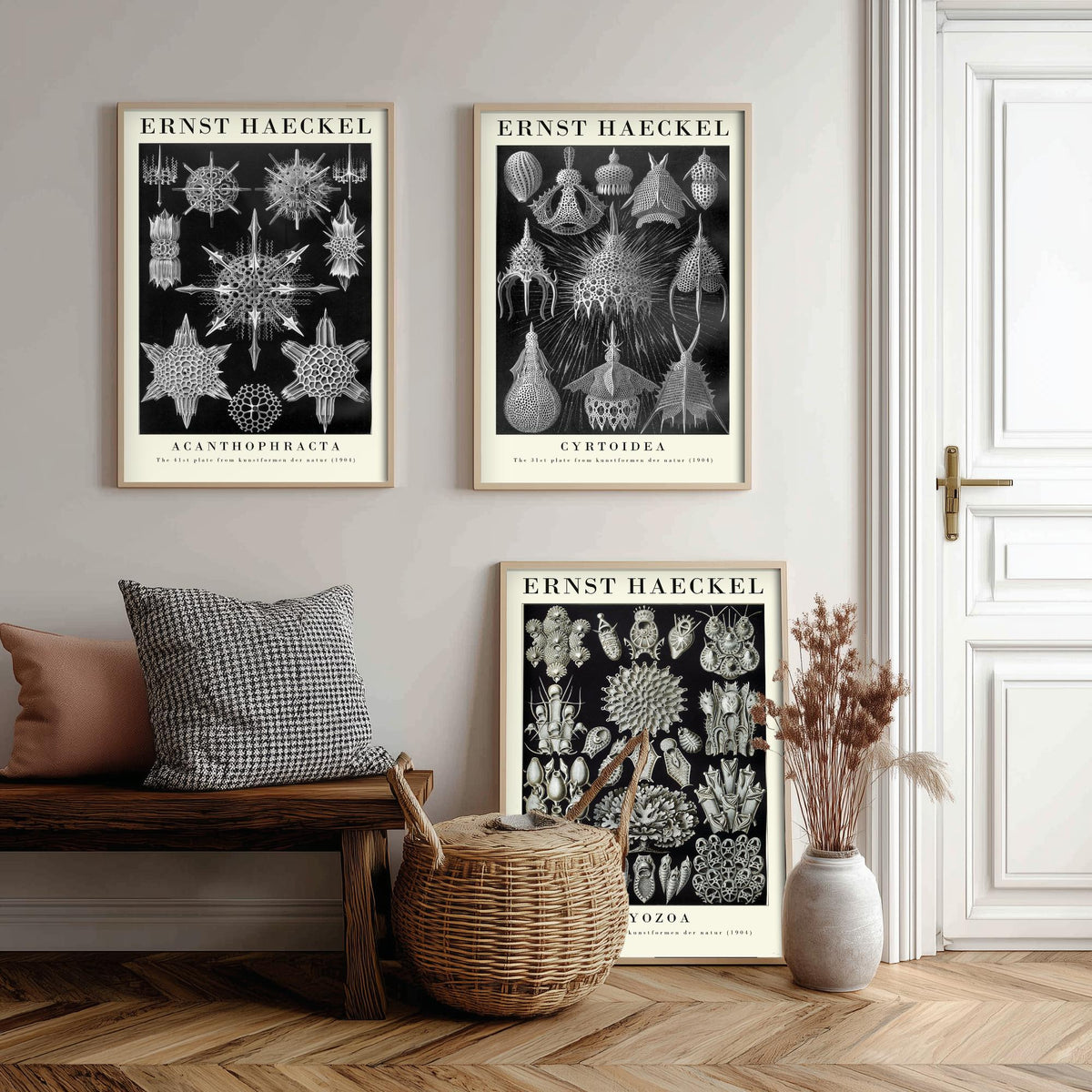 Ernst Haeckel Set of Three Gallery Art Prints - 3 Radiolarian Plankton Bryozoan Moss Animal Posters - Vintage Natural History Illustration