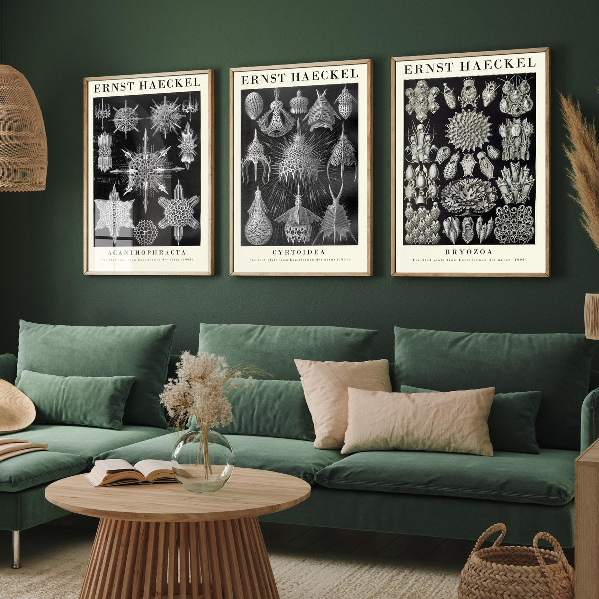 Ernst Haeckel Set of Three Gallery Art Prints - 3 Radiolarian Plankton Bryozoan Moss Animal Posters - Vintage Natural History Illustration