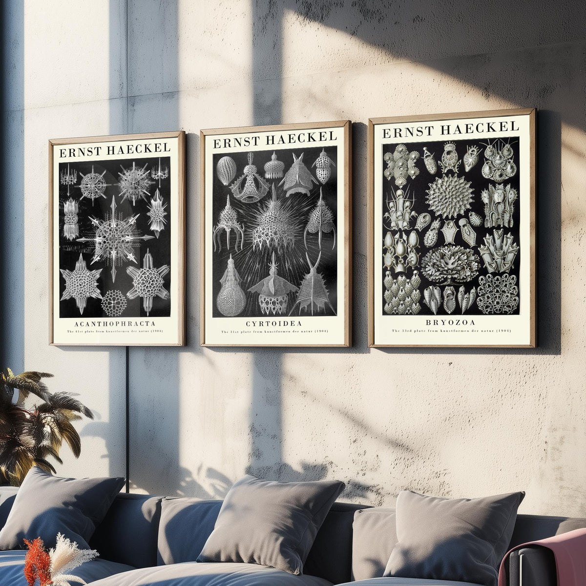 Ernst Haeckel Set of Three Gallery Art Prints - 3 Radiolarian Plankton Bryozoan Moss Animal Posters - Vintage Natural History Illustration