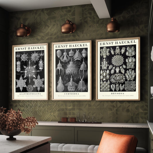 Ernst Haeckel Set of Three Gallery Art Prints - 3 Radiolarian Plankton Bryozoan Moss Animal Posters - Vintage Natural History Illustration