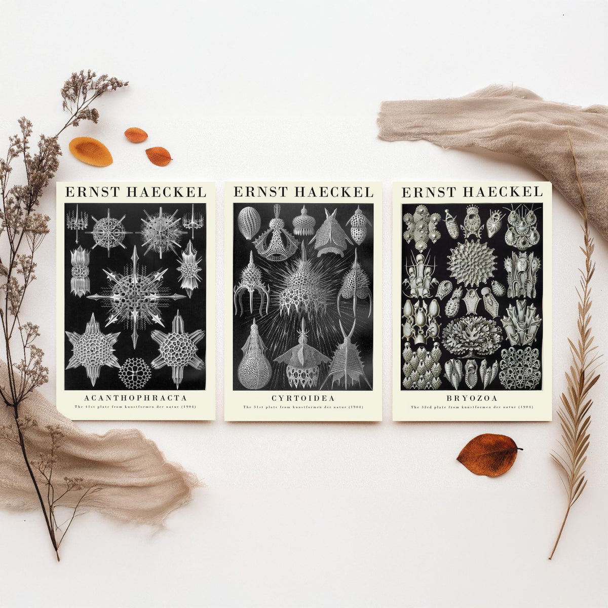 Ernst Haeckel Set of Three Gallery Art Prints - 3 Radiolarian Plankton Bryozoan Moss Animal Posters - Vintage Natural History Illustration