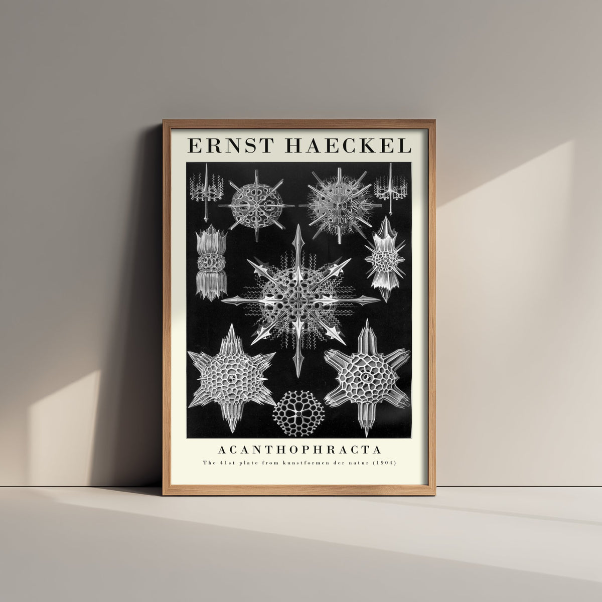 Radiolarians Art Print - Ernst Haeckel Poster - Acanthophracta Plate 41 - Black Art Forms in Nature Illustration