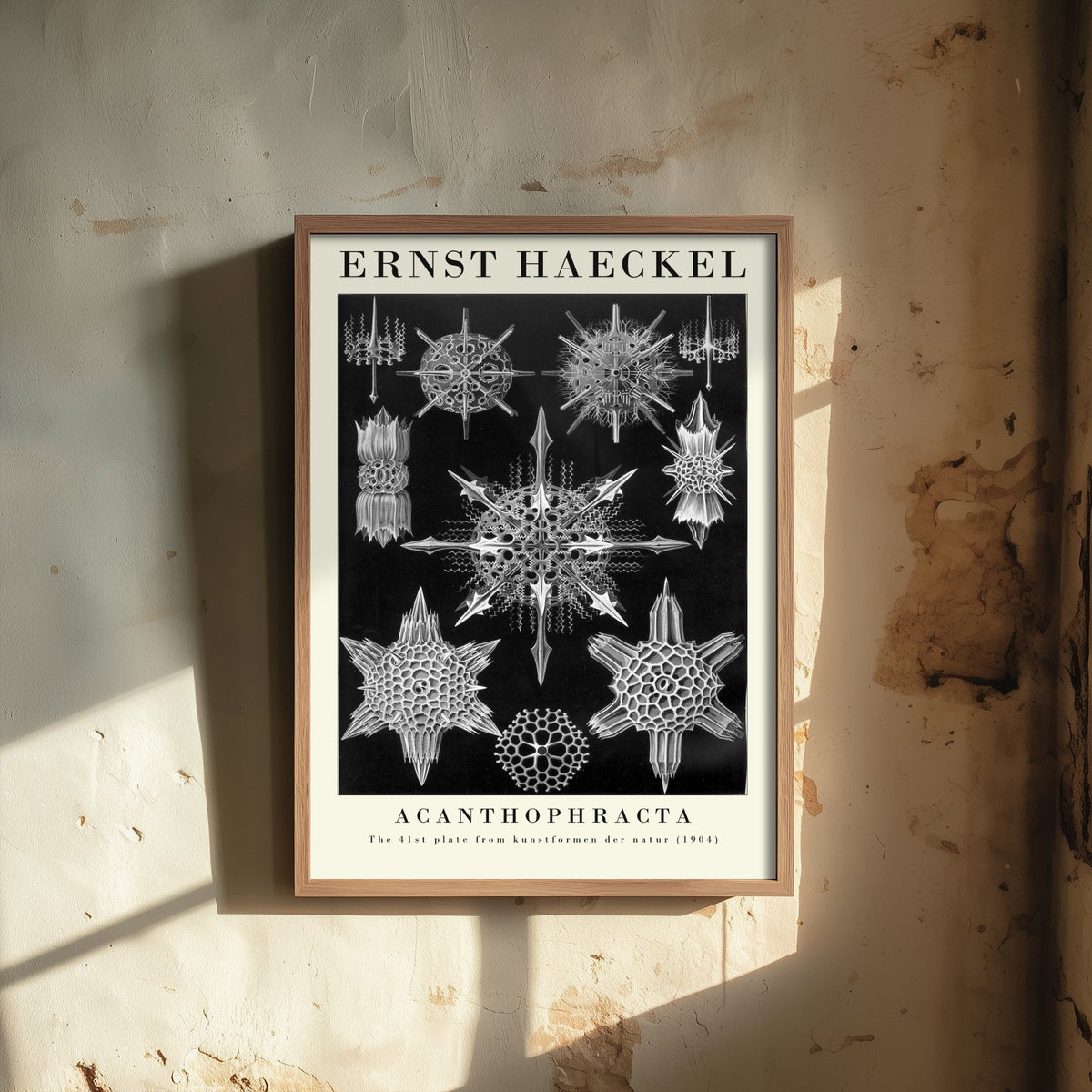 Radiolarians Art Print - Ernst Haeckel Poster - Acanthophracta Plate 41 - Black Art Forms in Nature Illustration