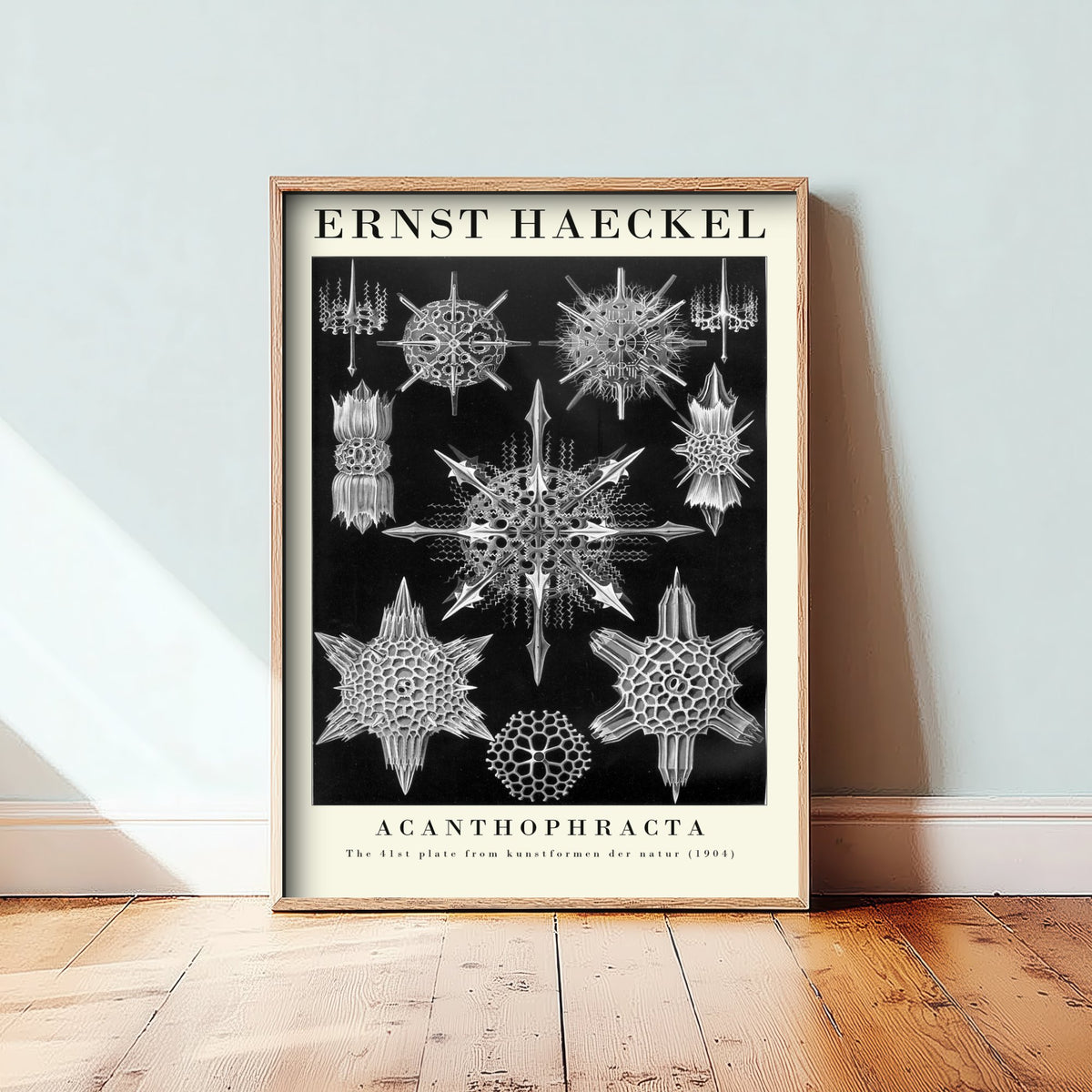 Radiolarians Art Print - Ernst Haeckel Poster - Acanthophracta Plate 41 - Black Art Forms in Nature Illustration