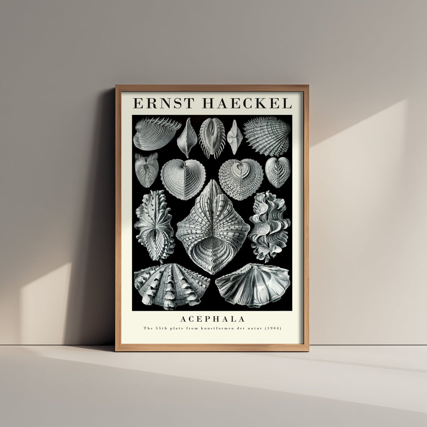 Seashells Art Print - Ernst Haeckel Poster - Bivalve Clams Acephala Plate 55 - Art Forms in Nature Illustration