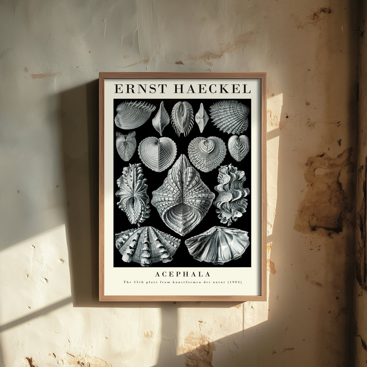 Seashells Art Print - Ernst Haeckel Poster - Bivalve Clams Acephala Plate 55 - Art Forms in Nature Illustration