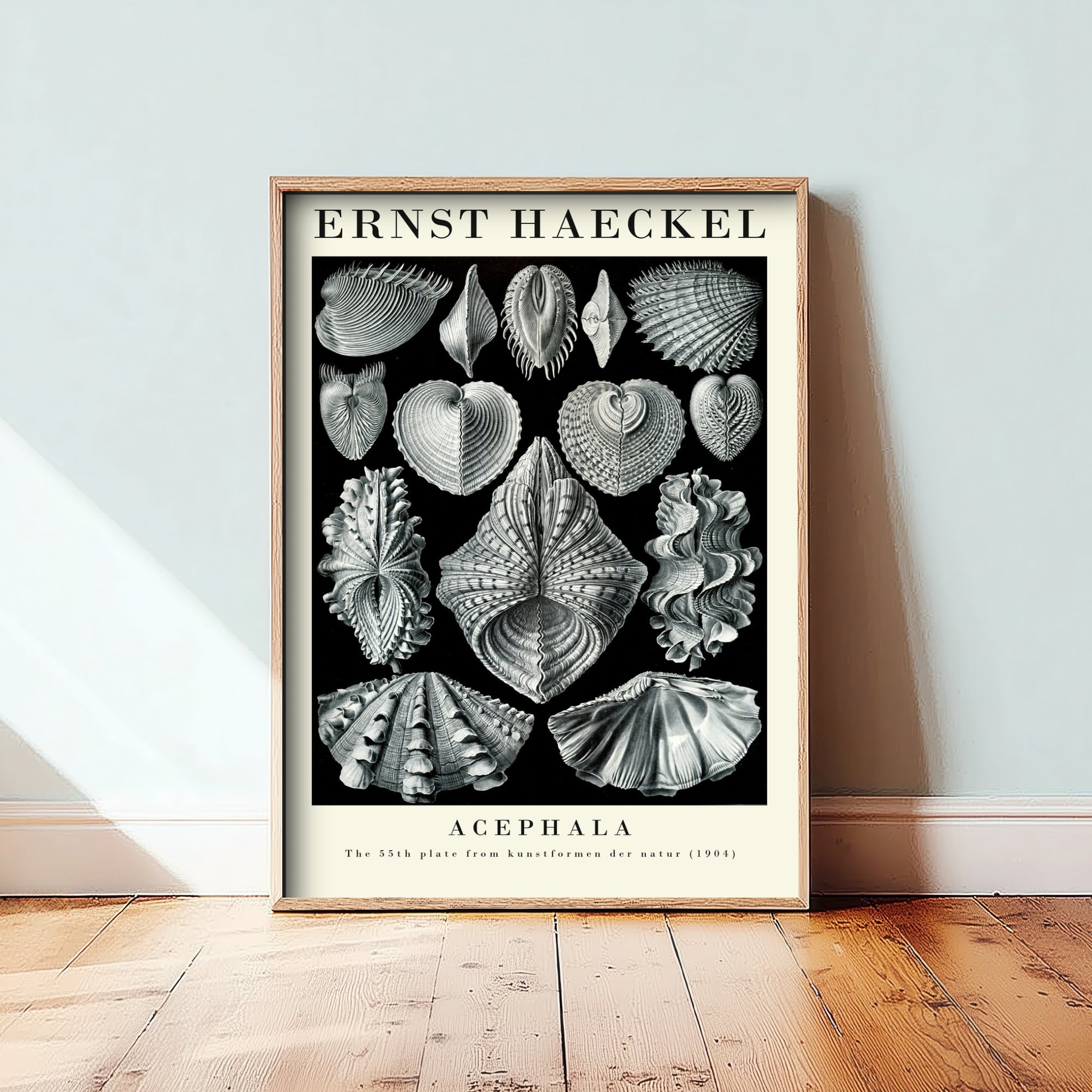 Seashells Art Print - Ernst Haeckel Poster - Bivalve Clams Acephala Plate 55 - Art Forms in Nature Illustration