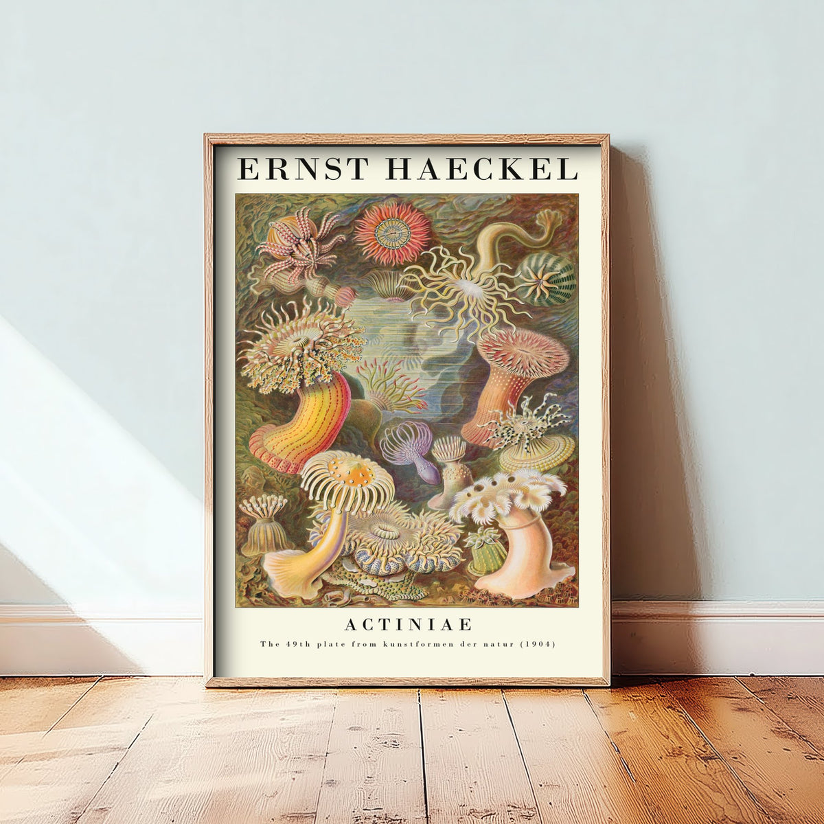 Sea Anemones Art Print - Ernst Haeckel Poster - Actiniae Plate 49 - Art Forms in Nature Vintage Illustration