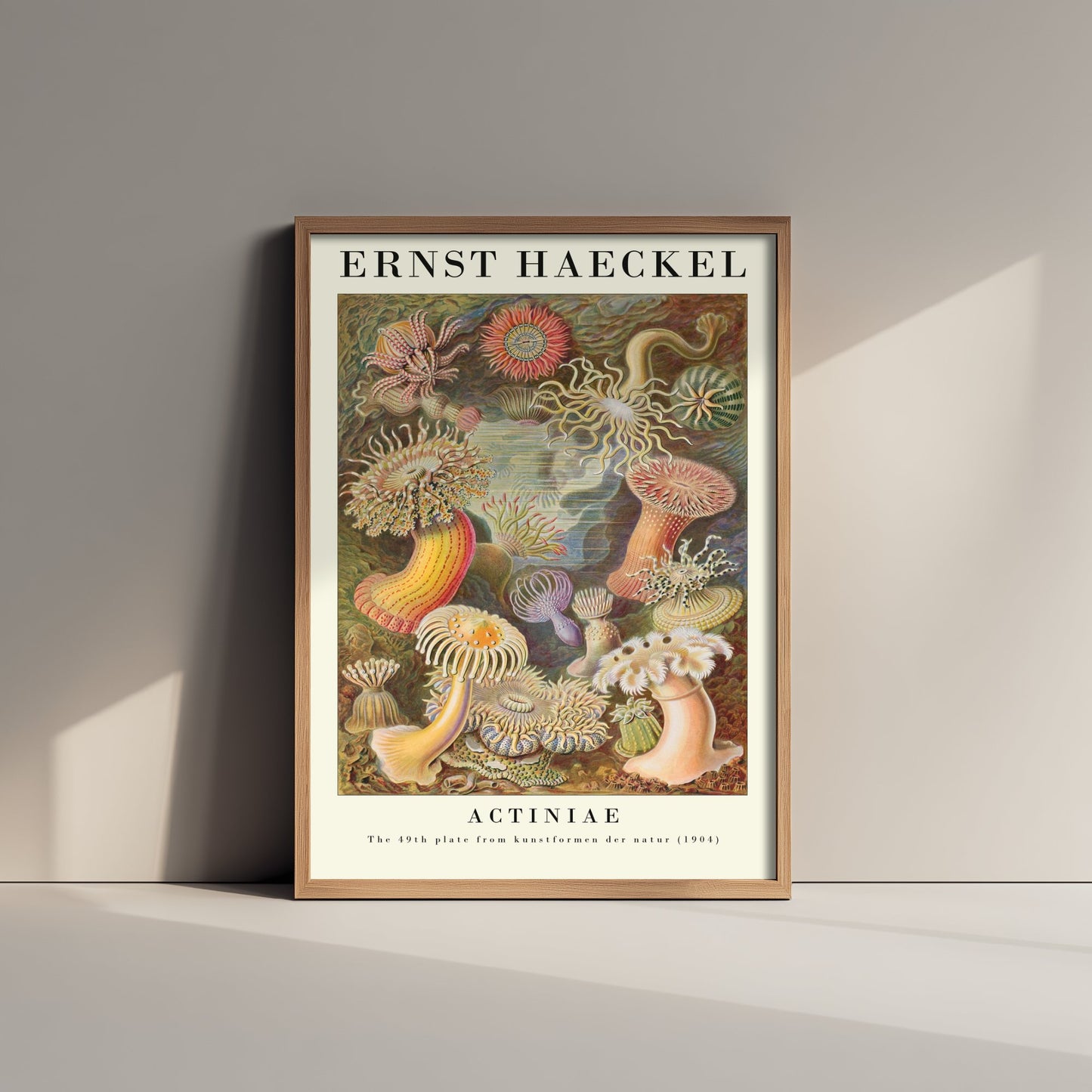 Sea Anemones Art Print - Ernst Haeckel Poster - Actiniae Plate 49 - Art Forms in Nature Vintage Illustration