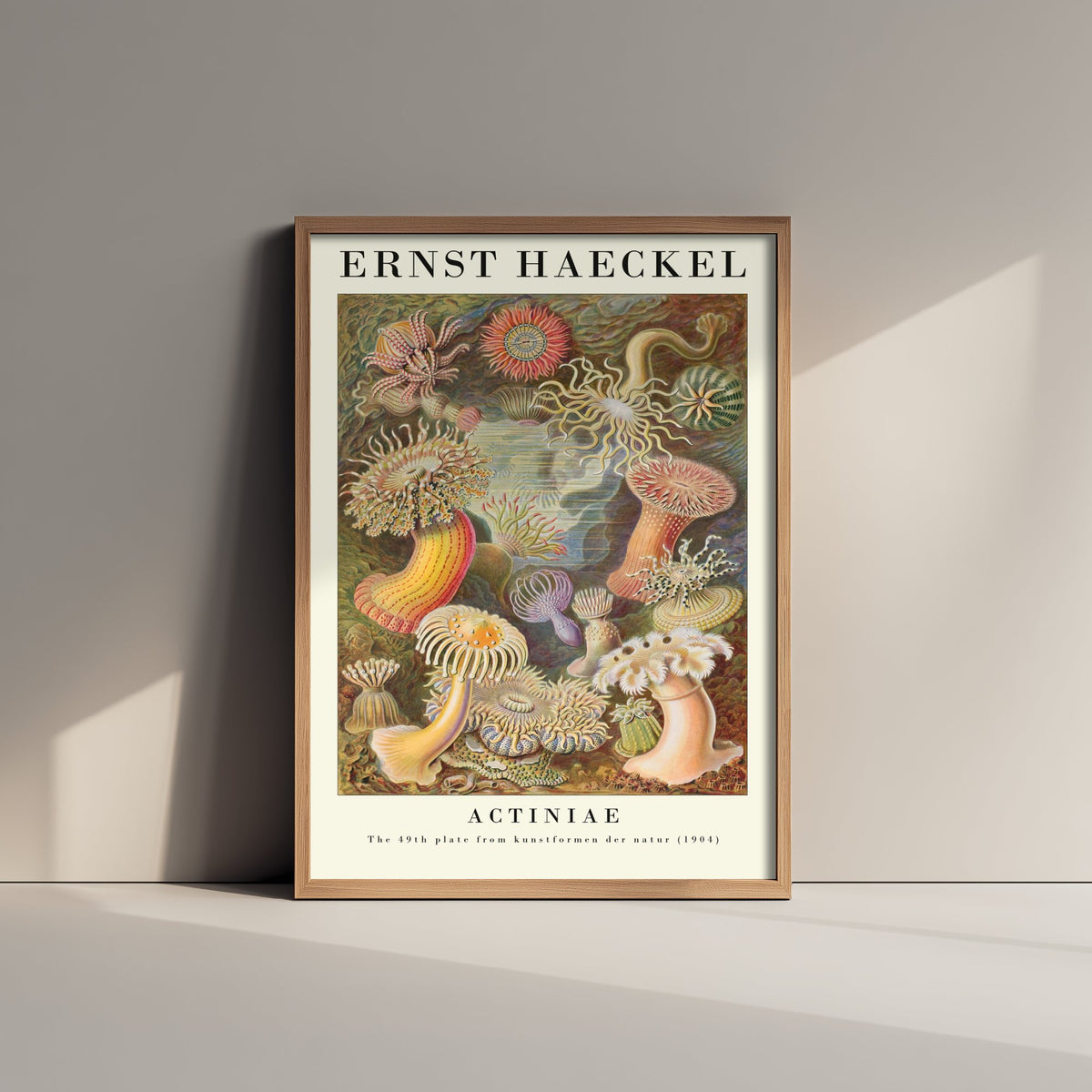 Sea Anemones Art Print - Ernst Haeckel Poster - Actiniae Plate 49 - Art Forms in Nature Vintage Illustration