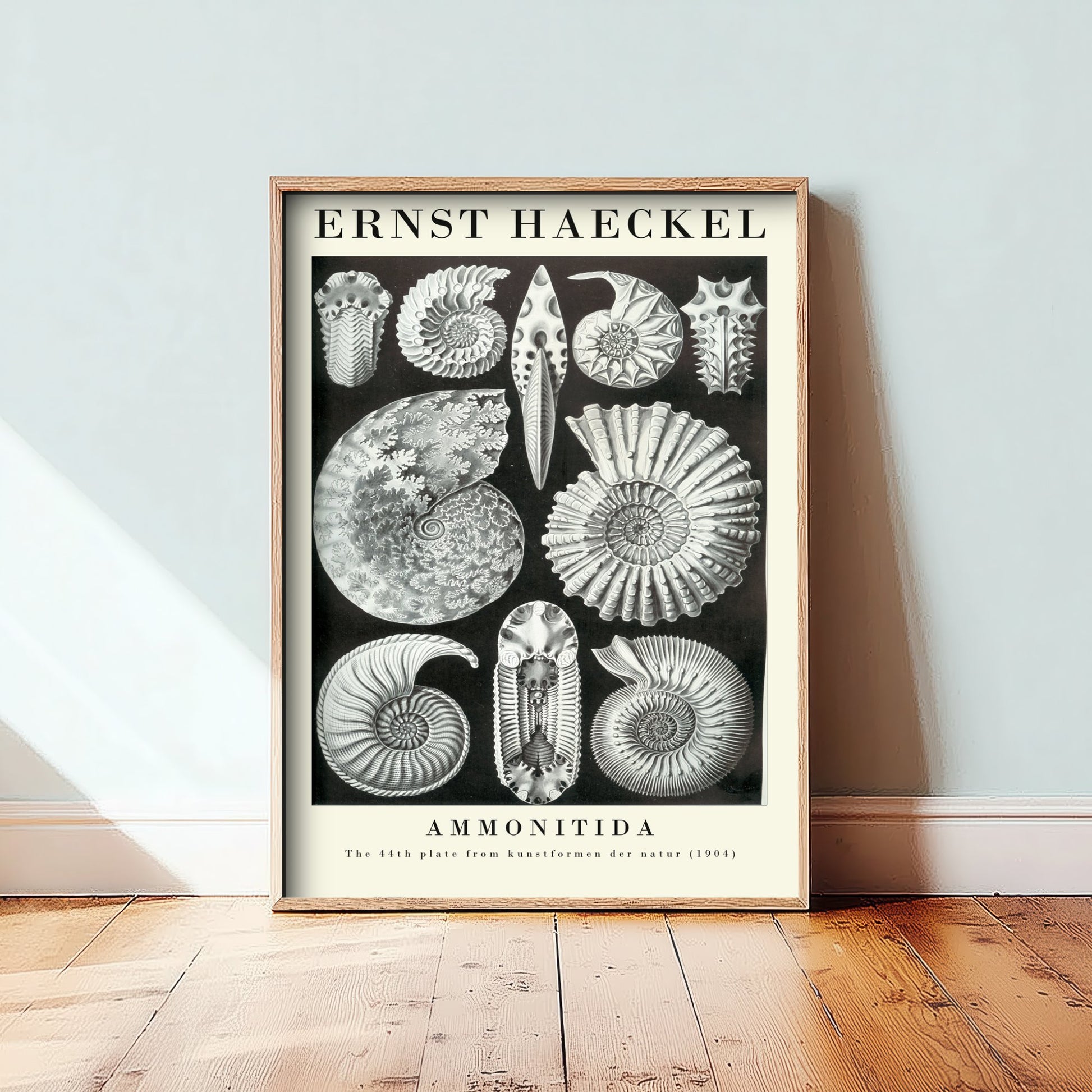 Ammonite Fossils Art Print - Ernst Haeckel Poster - Ammonitida Plate 44 - Art Forms in Nature Illustration