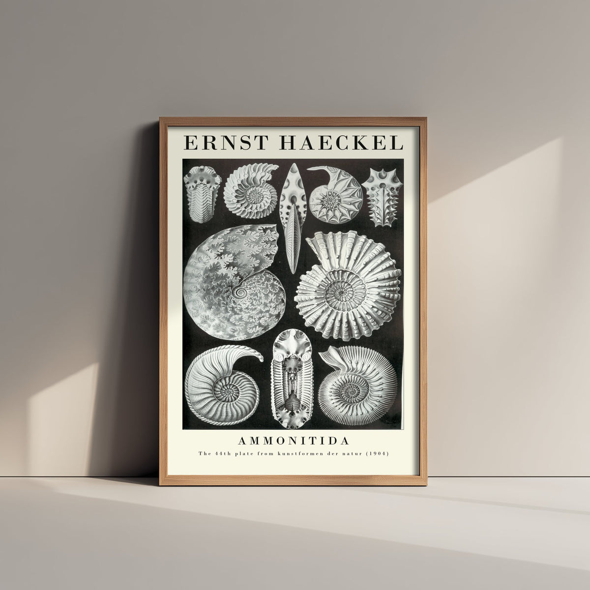 Ammonite Fossils Art Print - Ernst Haeckel Poster - Ammonitida Plate 44 - Art Forms in Nature Illustration