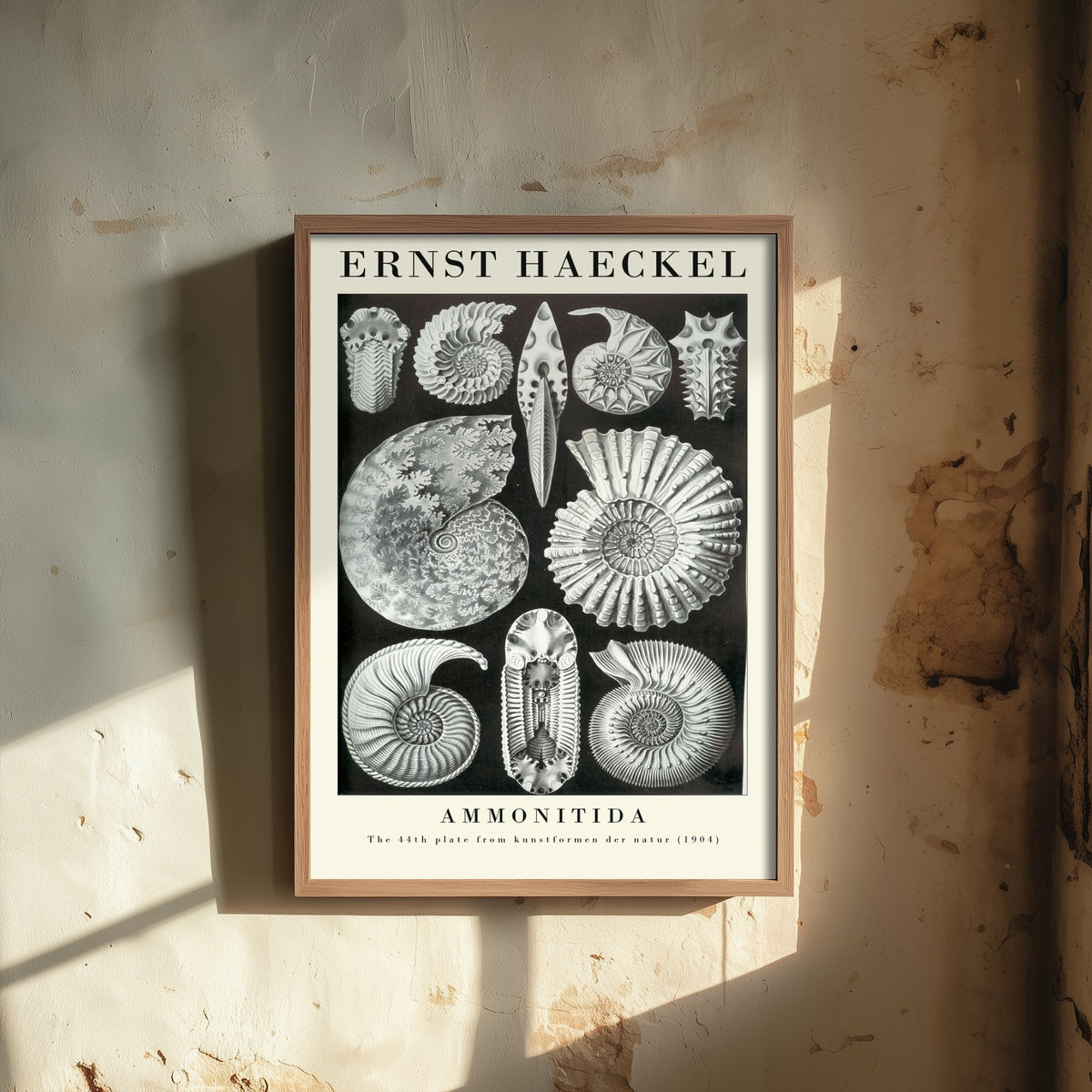 Ammonite Fossils Art Print - Ernst Haeckel Poster - Ammonitida Plate 44 - Art Forms in Nature Illustration