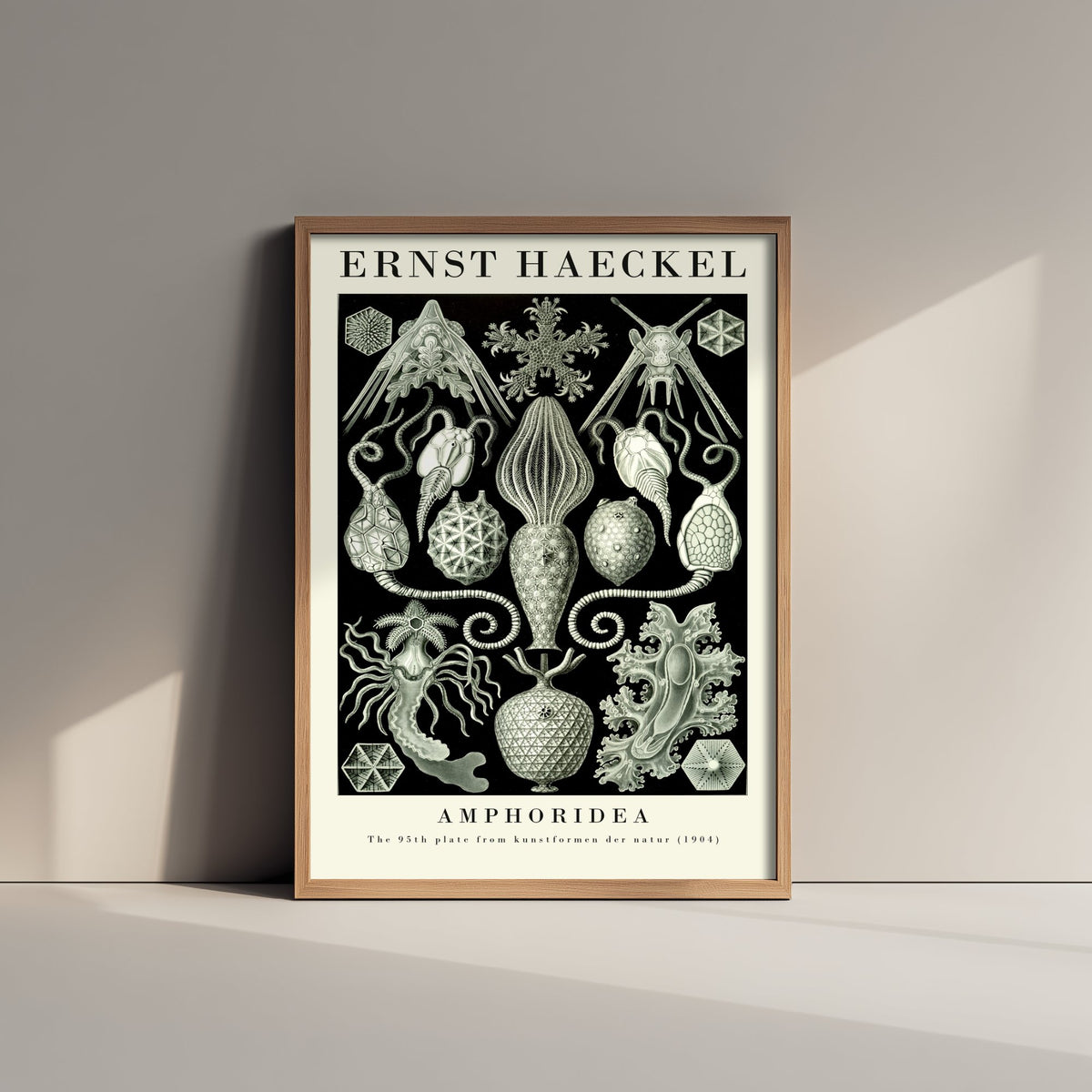Cystoid Fossils Art Print - Ernst Haeckel Poster - Amphoridea Plate 95 - Art Forms in Nature Illustration