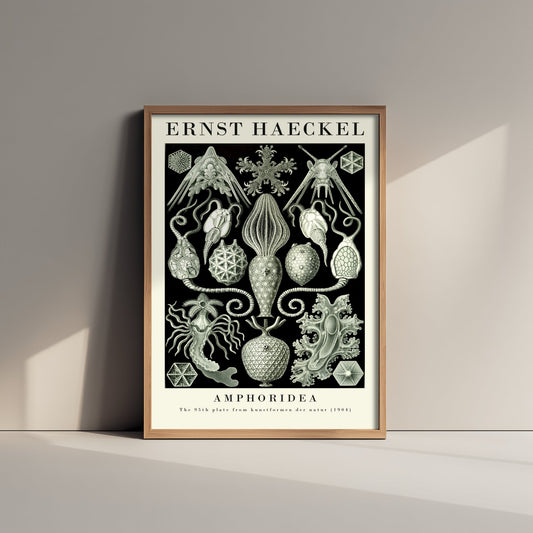 Cystoid Fossils Art Print - Ernst Haeckel Poster - Amphoridea Plate 95 - Art Forms in Nature Illustration