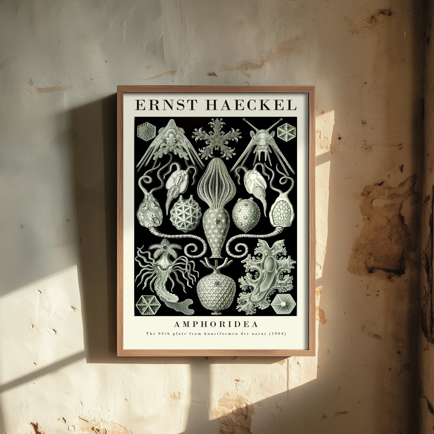Cystoid Fossils Art Print - Ernst Haeckel Poster - Amphoridea Plate 95 - Art Forms in Nature Illustration
