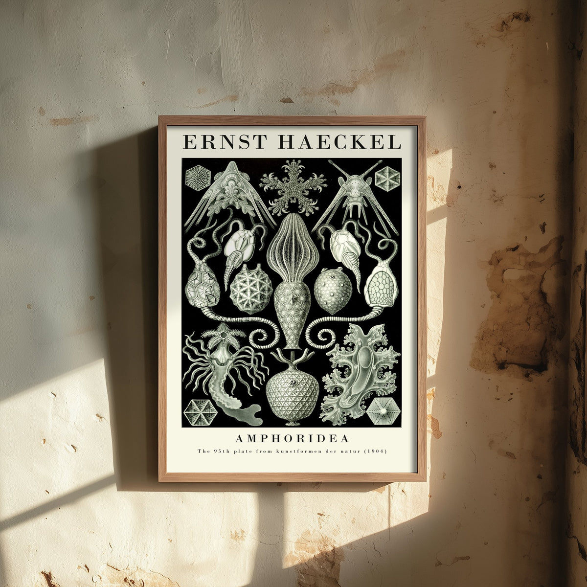 Cystoid Fossils Art Print - Ernst Haeckel Poster - Amphoridea Plate 95 - Art Forms in Nature Illustration