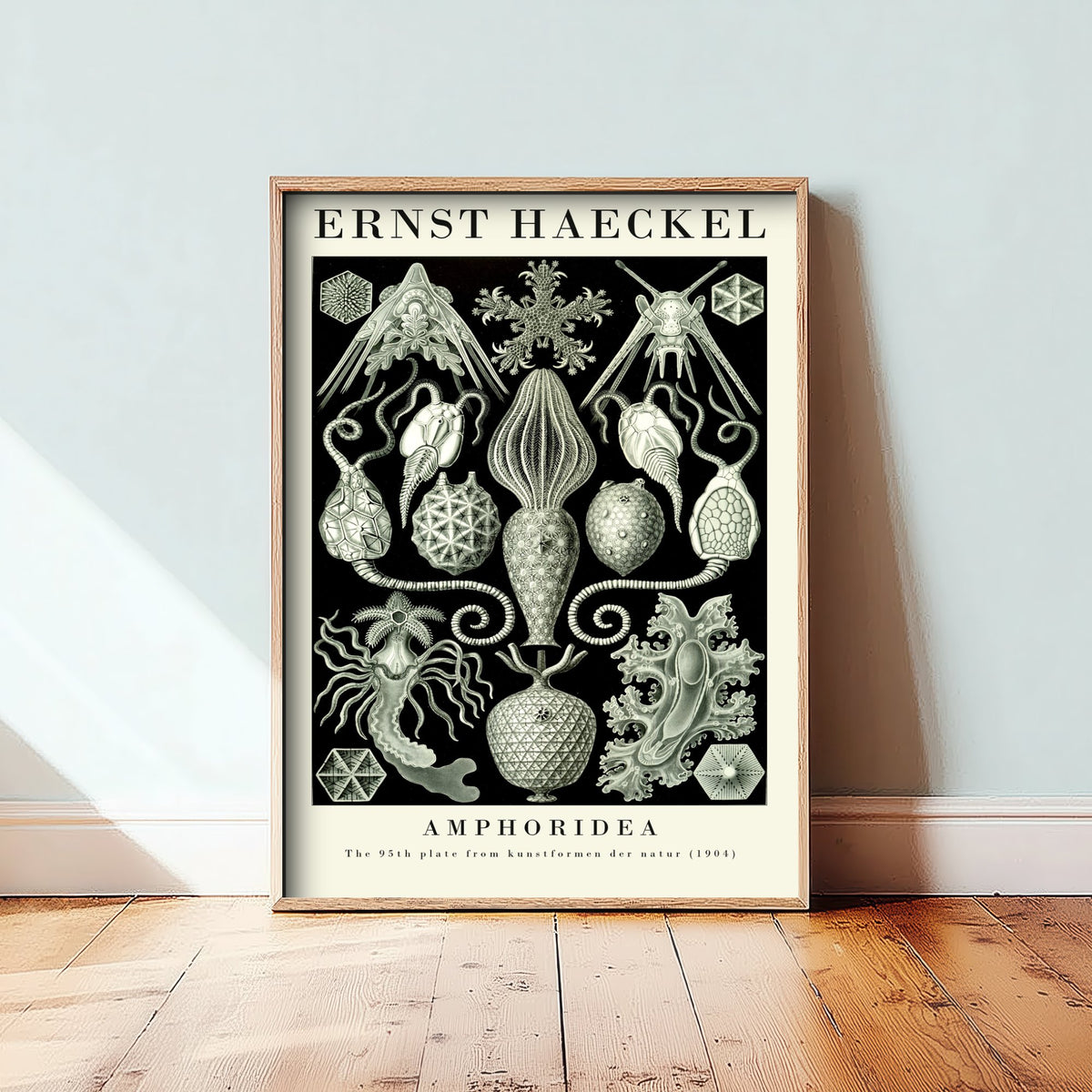 Cystoid Fossils Art Print - Ernst Haeckel Poster - Amphoridea Plate 95 - Art Forms in Nature Illustration