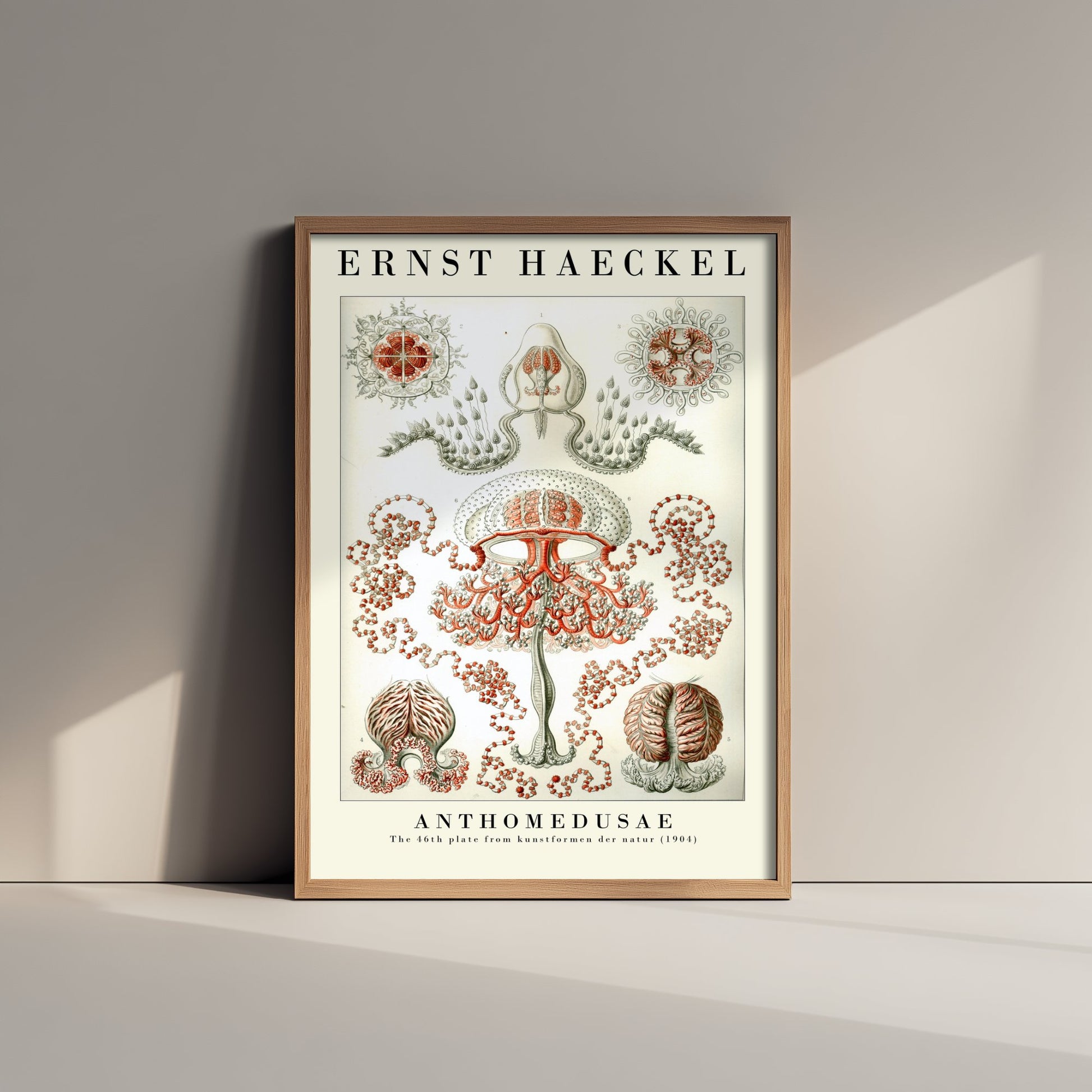 Ernst Haeckel Anthomedusae Art Print - Vintage Jellyfish Illustration Poster - Art Forms in Nature 1904 - Sea Life 1/3
