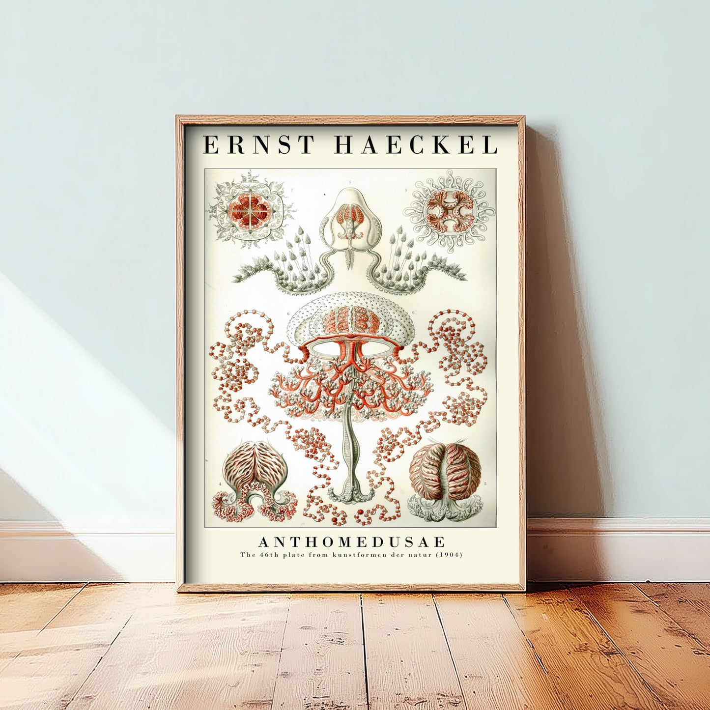 Ernst Haeckel Anthomedusae Art Print - Vintage Jellyfish Illustration Poster - Art Forms in Nature 1904 - Sea Life 1/3
