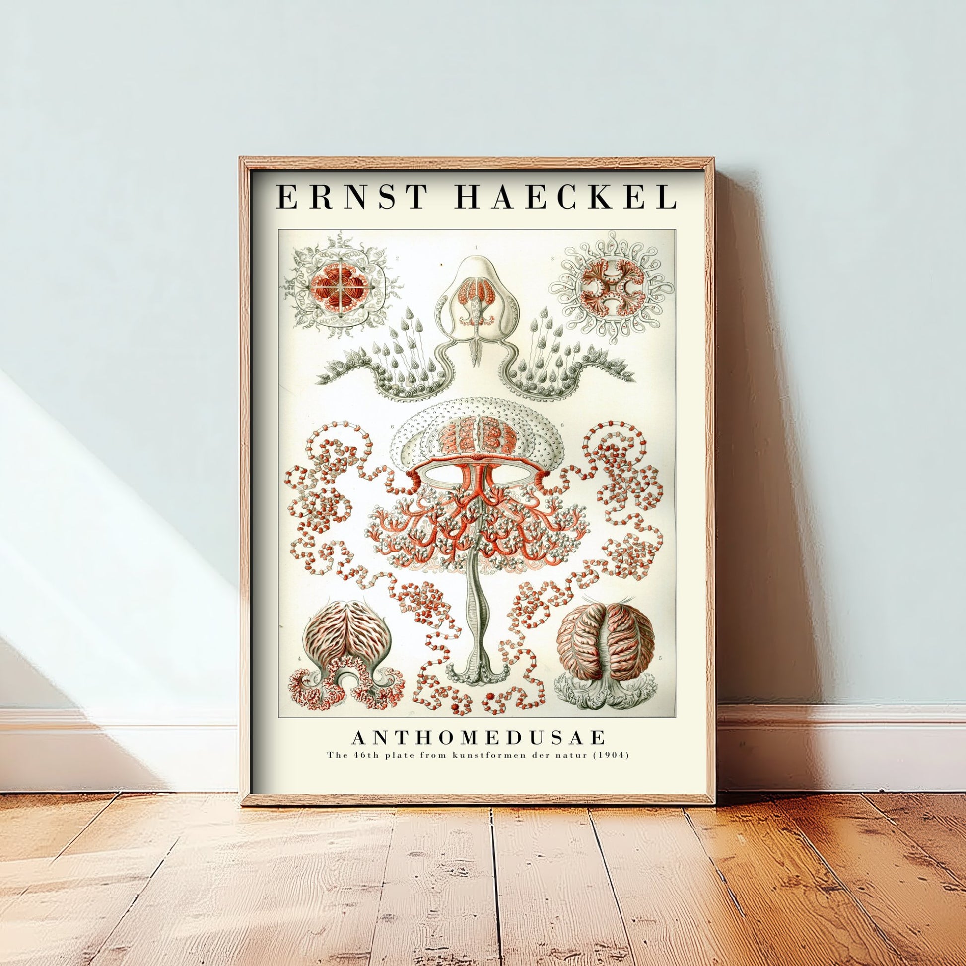Ernst Haeckel Anthomedusae Art Print - Vintage Jellyfish Illustration Poster - Art Forms in Nature 1904 - Sea Life 1/3