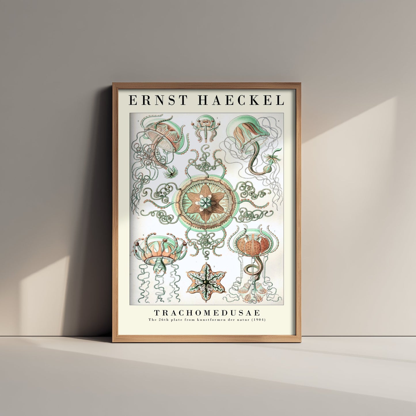 Ernst Haeckel Trachomedusae Art Print - Vintage Jellyfish Illustration Poster - Art Forms in Nature 1904 - Sea Life 3/3