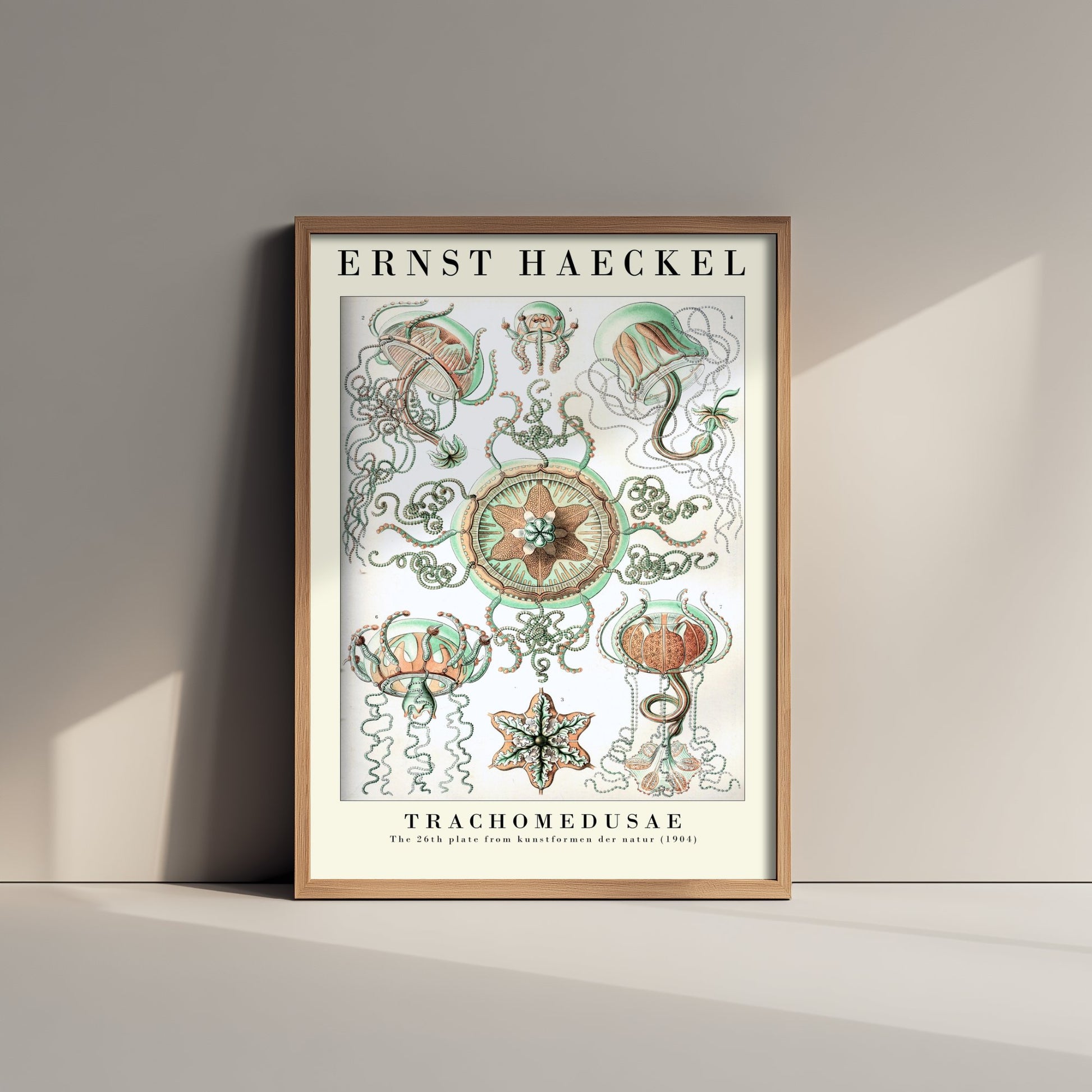 Ernst Haeckel Trachomedusae Art Print - Vintage Jellyfish Illustration Poster - Art Forms in Nature 1904 - Sea Life 3/3