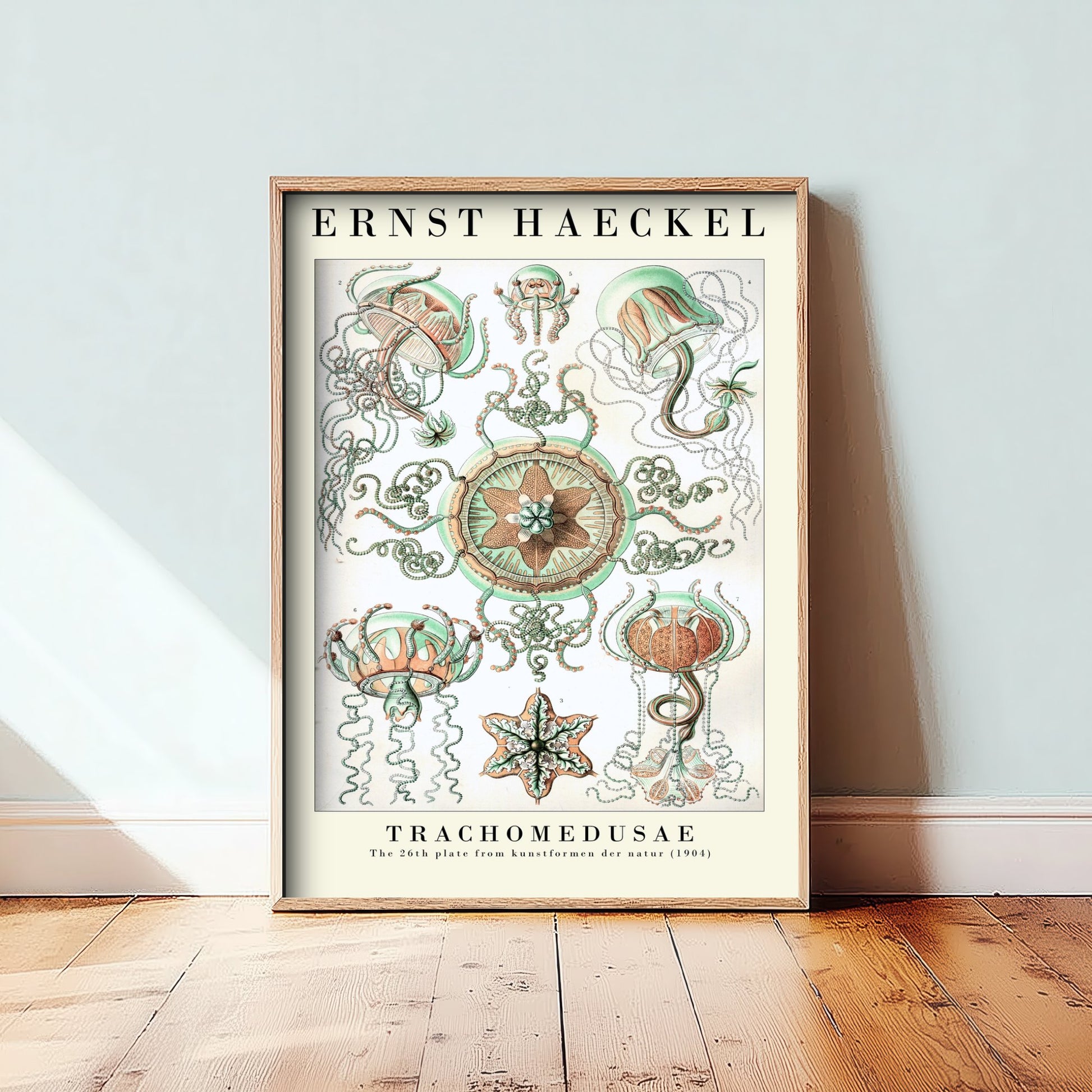Ernst Haeckel Trachomedusae Art Print - Vintage Jellyfish Illustration Poster - Art Forms in Nature 1904 - Sea Life 3/3