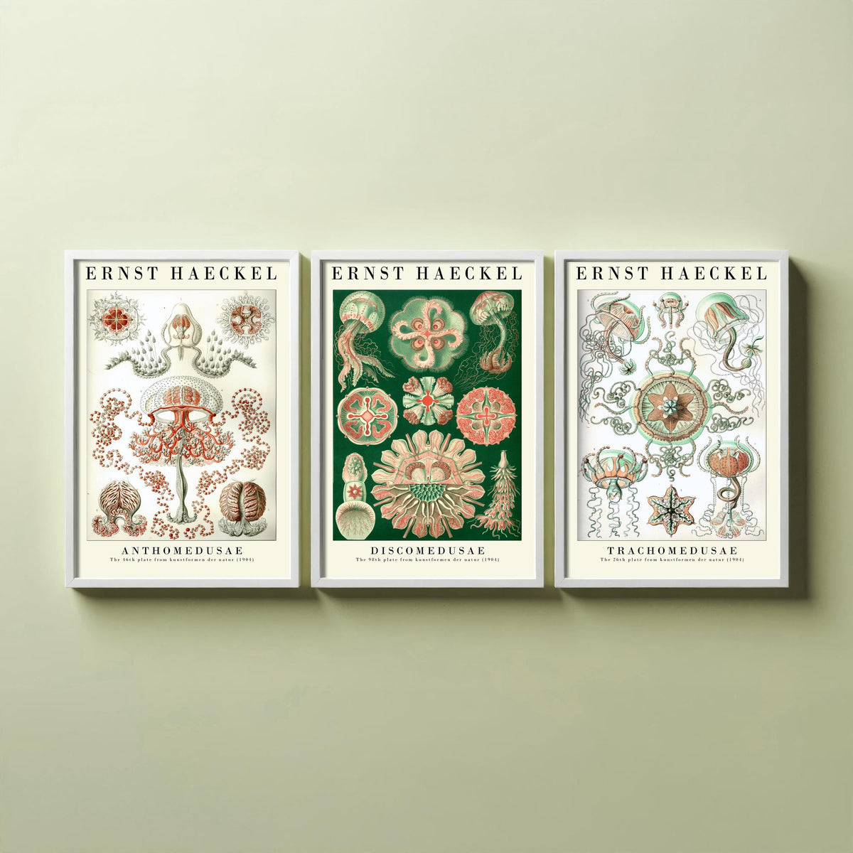 Ernst Haeckel Set of Three Art Prints - 3 Jellyfish Anthomedusae Discomedusae Trachomedusae Posters - Vintage Wall Art Illustration