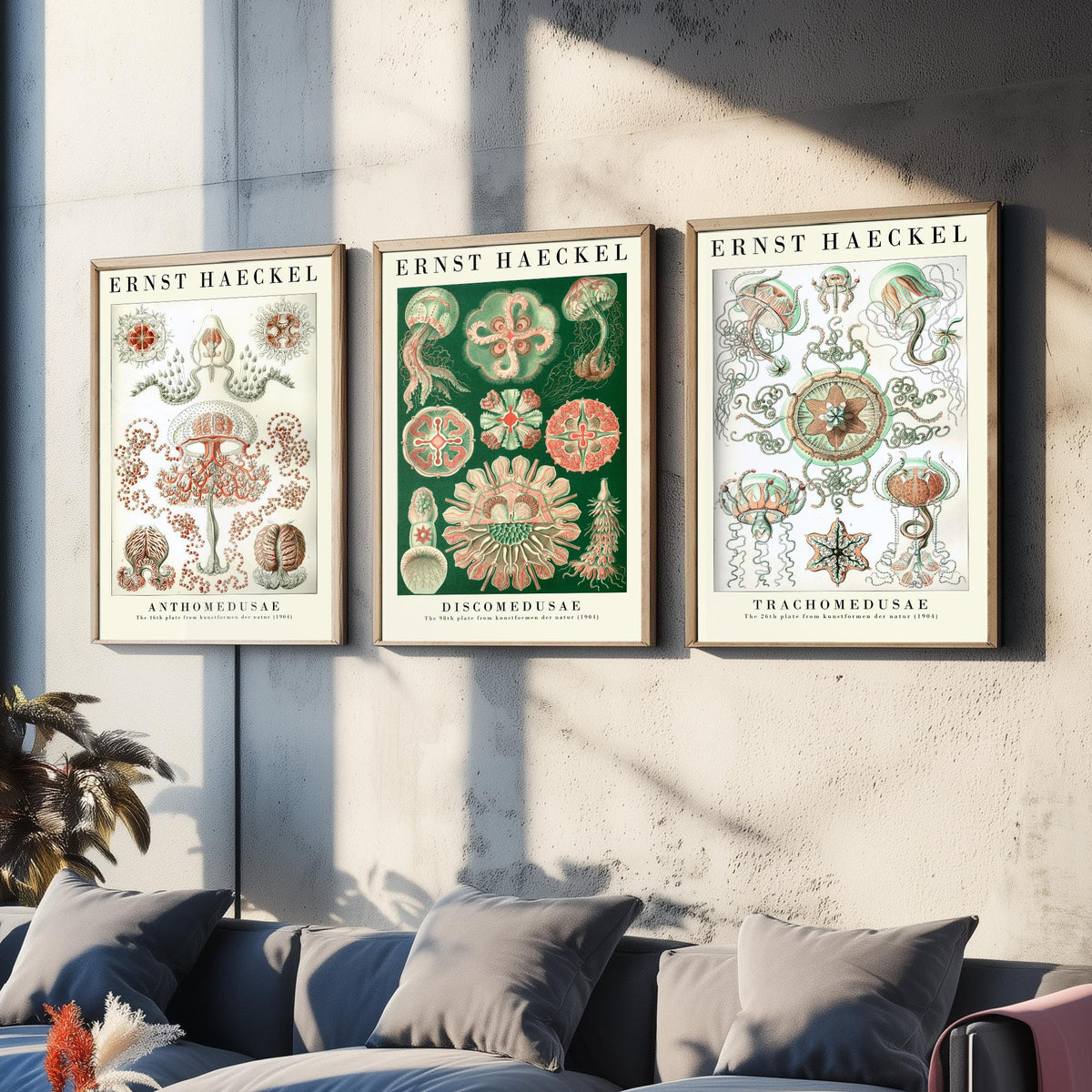 Ernst Haeckel Set of Three Art Prints - 3 Jellyfish Anthomedusae Discomedusae Trachomedusae Posters - Vintage Wall Art Illustration