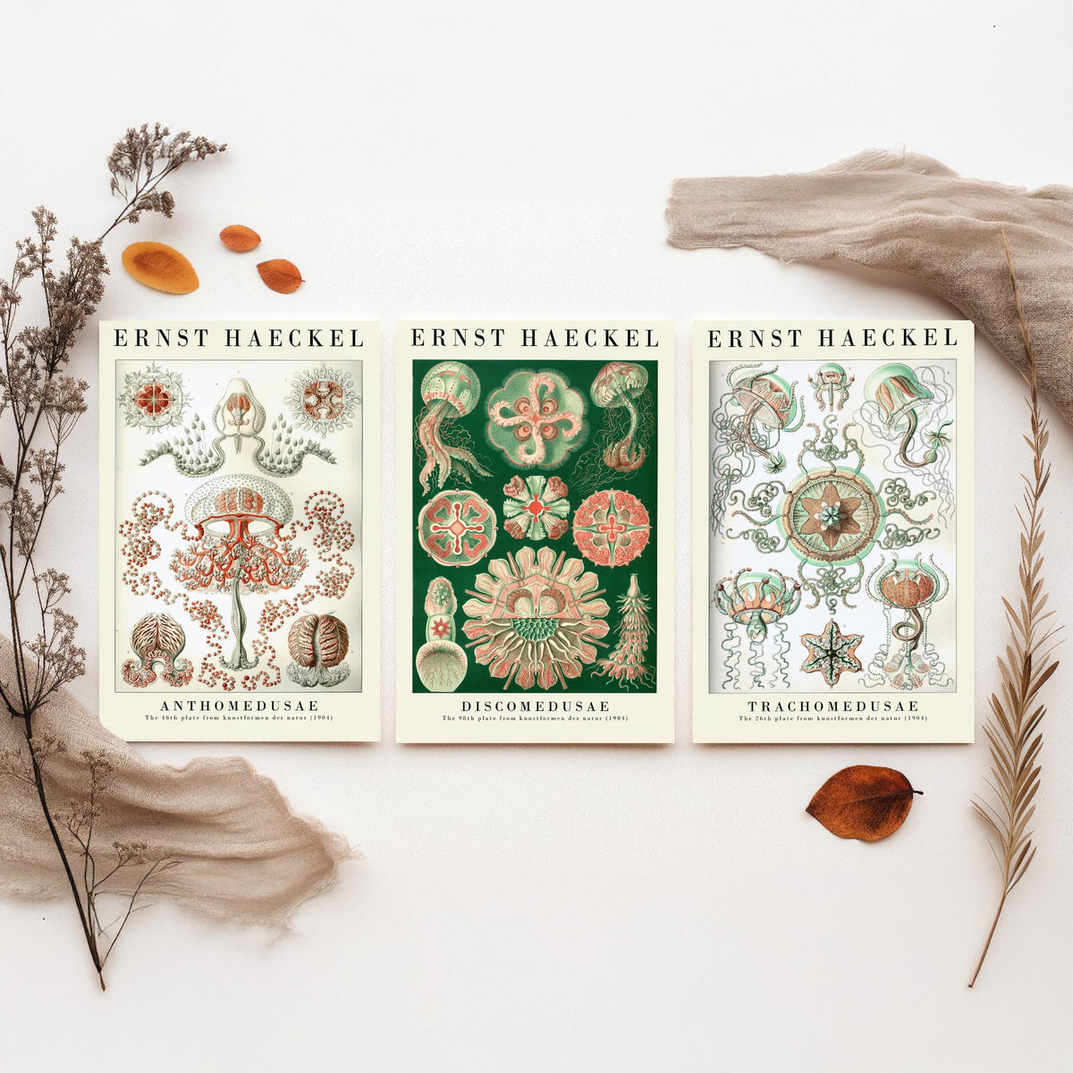 Ernst Haeckel Set of Three Art Prints - 3 Jellyfish Anthomedusae Discomedusae Trachomedusae Posters - Vintage Wall Art Illustration