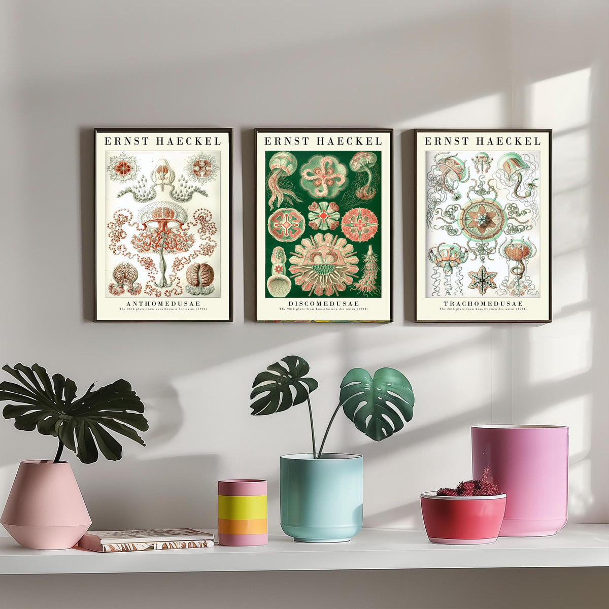 Ernst Haeckel Set of Three Art Prints - 3 Jellyfish Anthomedusae Discomedusae Trachomedusae Posters - Vintage Wall Art Illustration