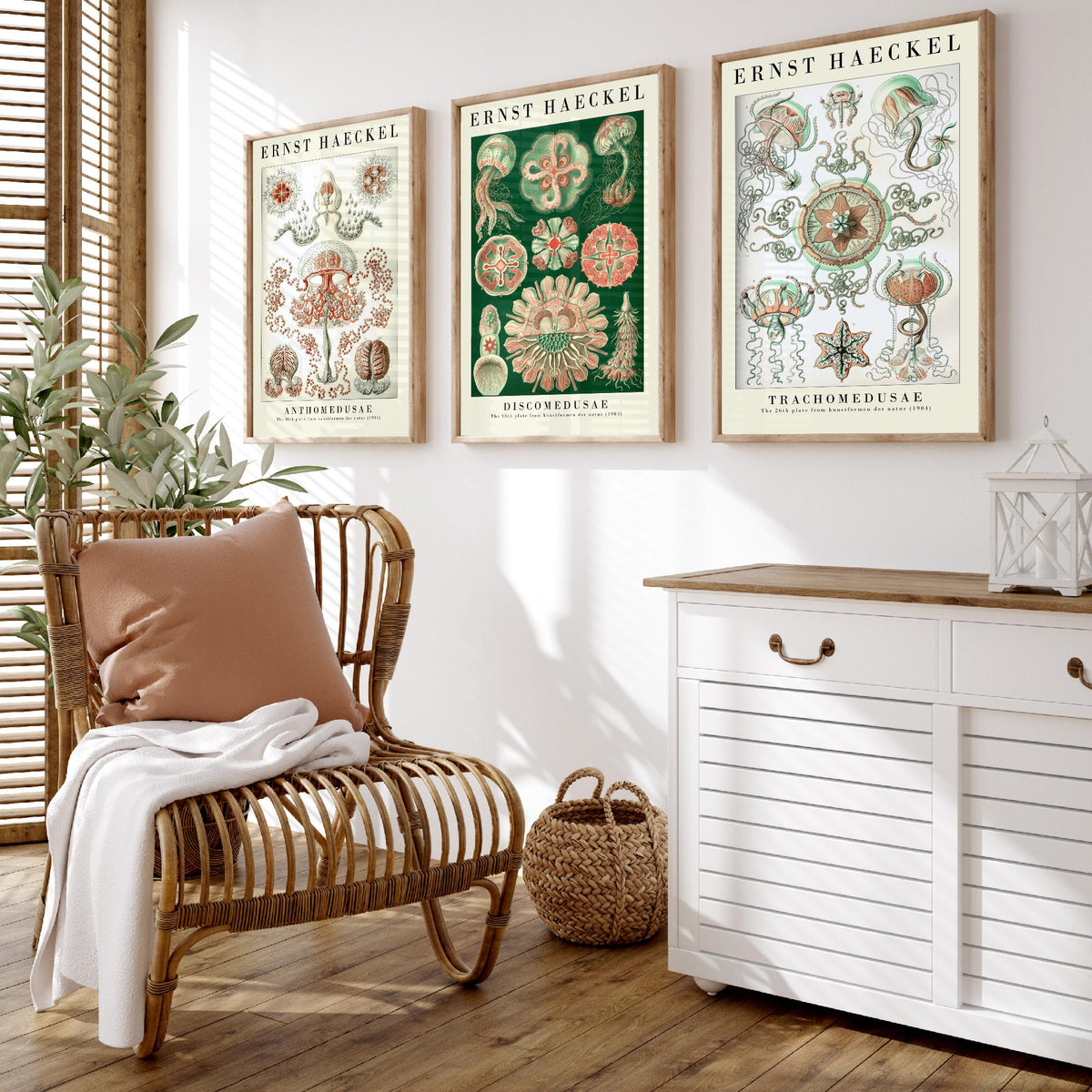 Ernst Haeckel Set of Three Art Prints - 3 Jellyfish Anthomedusae Discomedusae Trachomedusae Posters - Vintage Wall Art Illustration