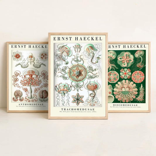 Ernst Haeckel Set of Three Art Prints - 3 Jellyfish Anthomedusae Discomedusae Trachomedusae Posters - Vintage Wall Art Illustration